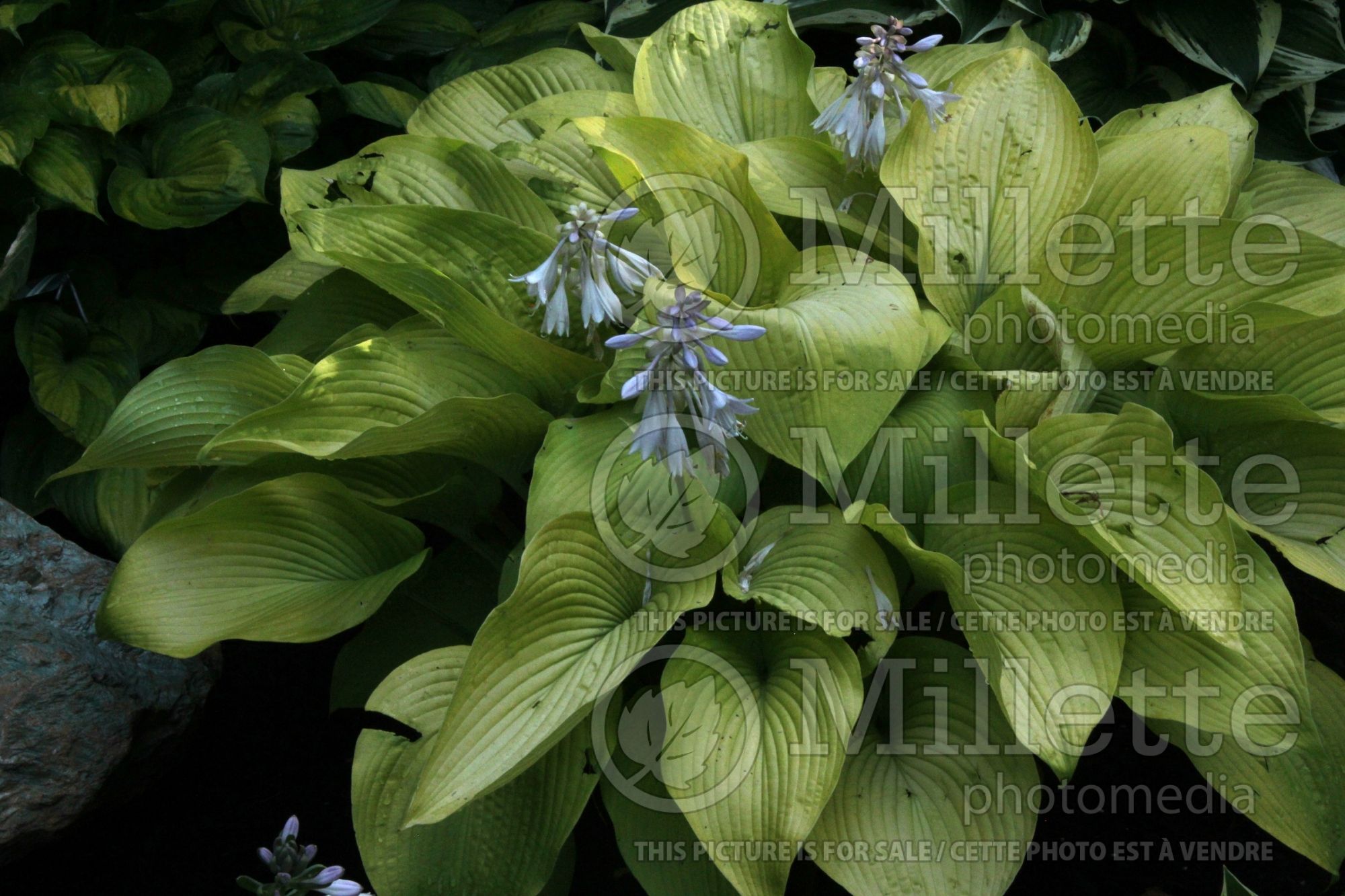 Hosta Midnight Sun (Hosta funkia august lily) 1