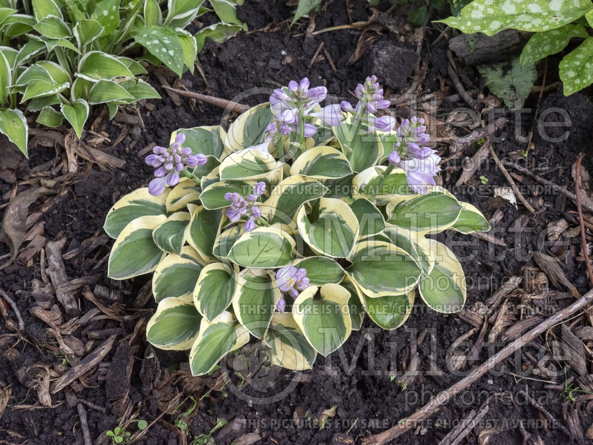 Hosta Mighty Mouse (Hosta funkia august lily) 8
