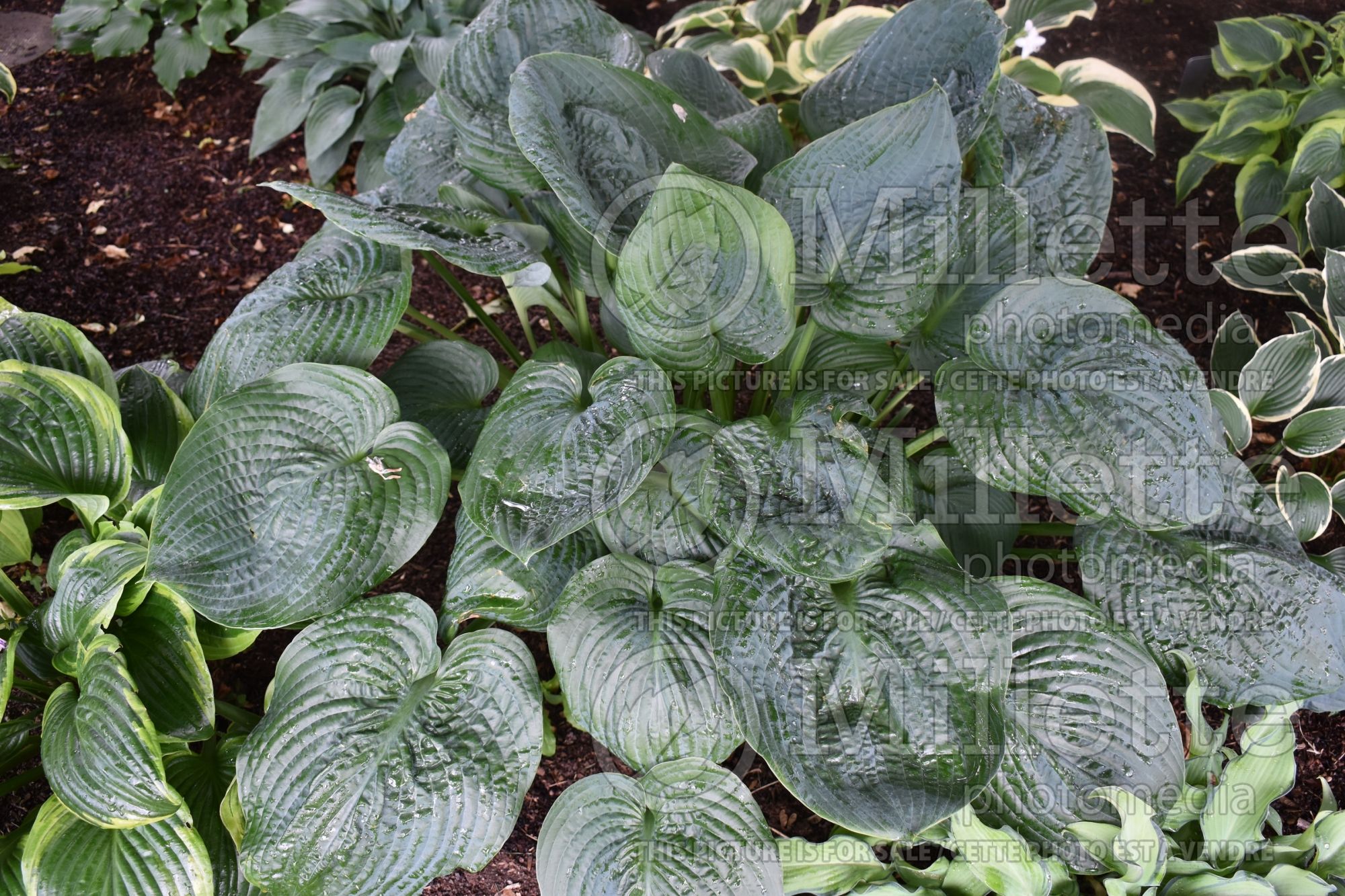 Hosta Millennium (Hosta funkia august lily) 5