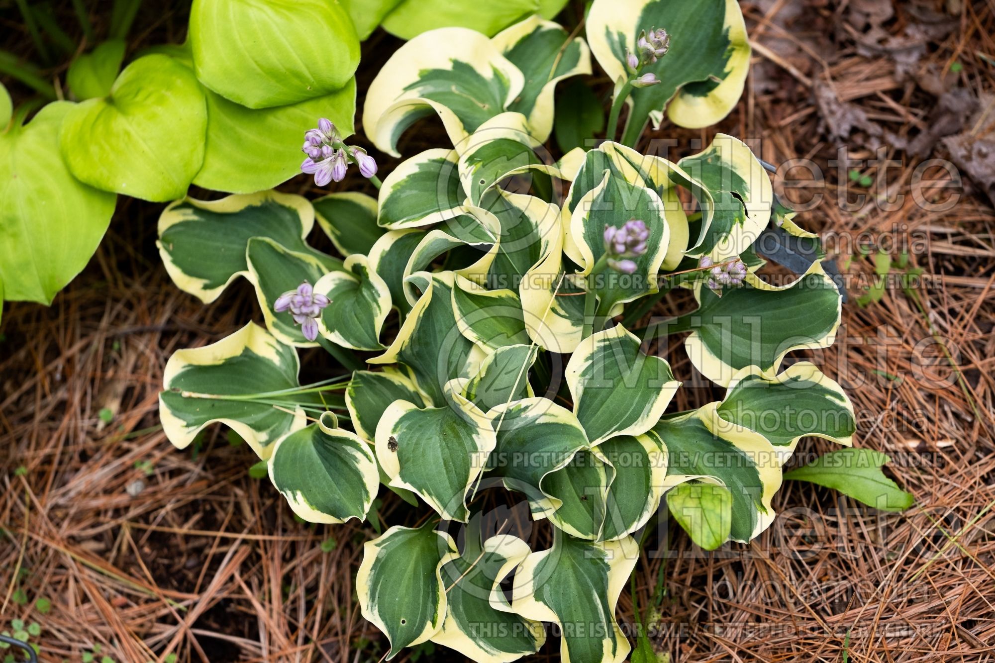 Hosta Mini Skirt (Hosta funkia august lily) 5