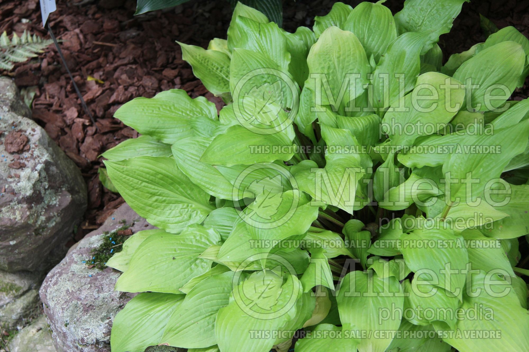 Hosta Miss Susie (Hosta funkia august lily) 1