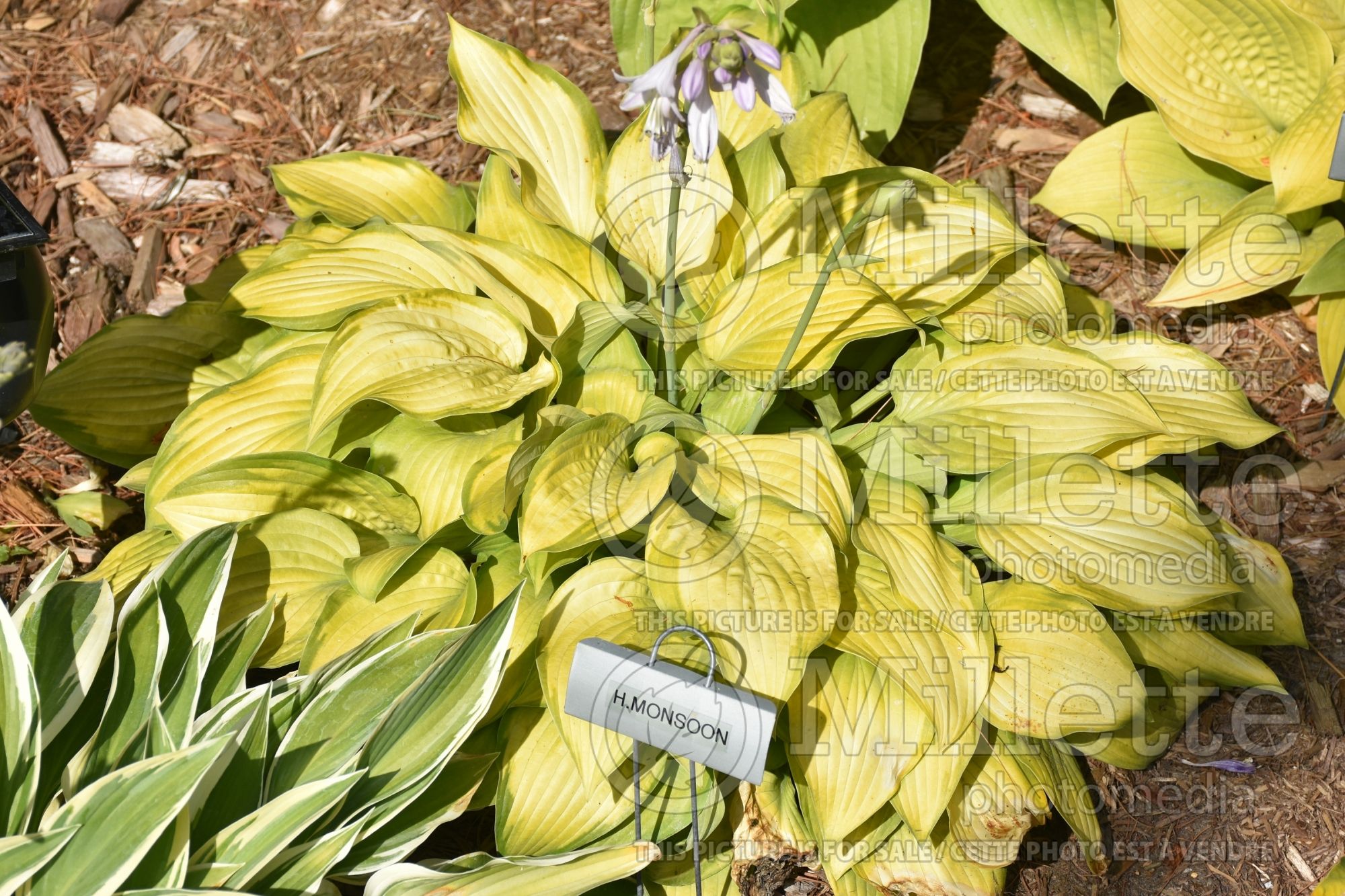 Hosta Monsoon (Hosta funkia august lily) 2