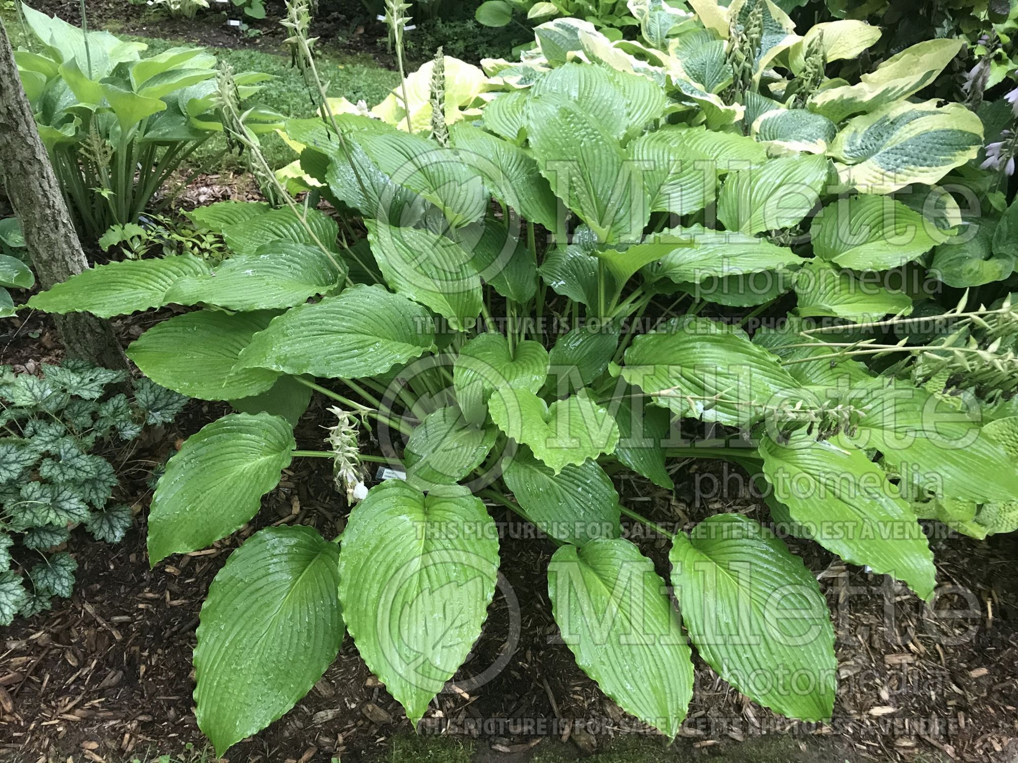 Hosta Donahue Piecrust (Hosta funkia august lily) 1
