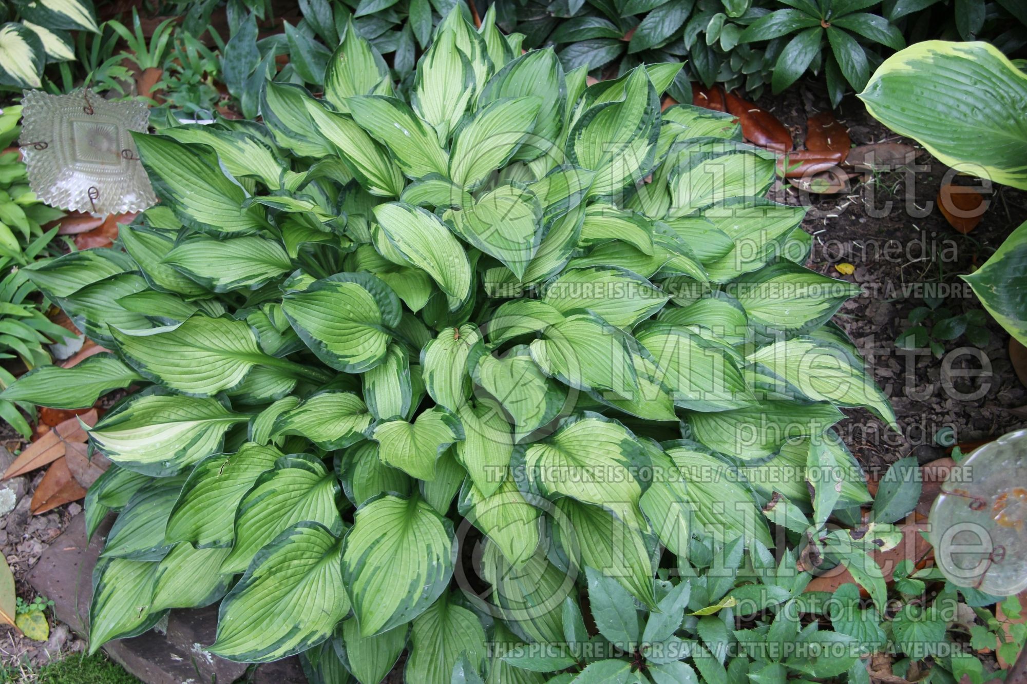 Hosta Myland (Hosta funkia august lily) 2