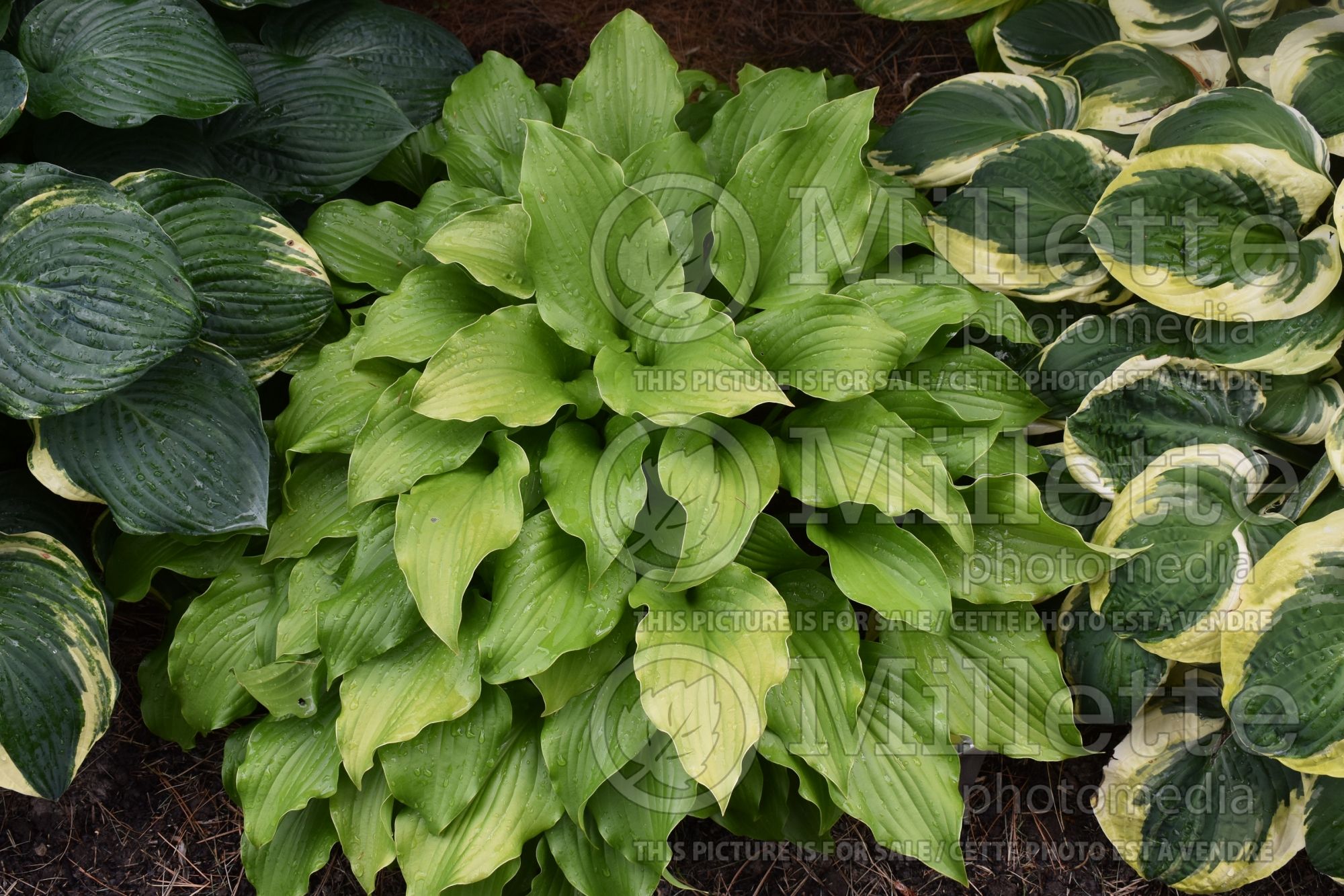 Hosta Nancy (Hosta funkia august lily) 3