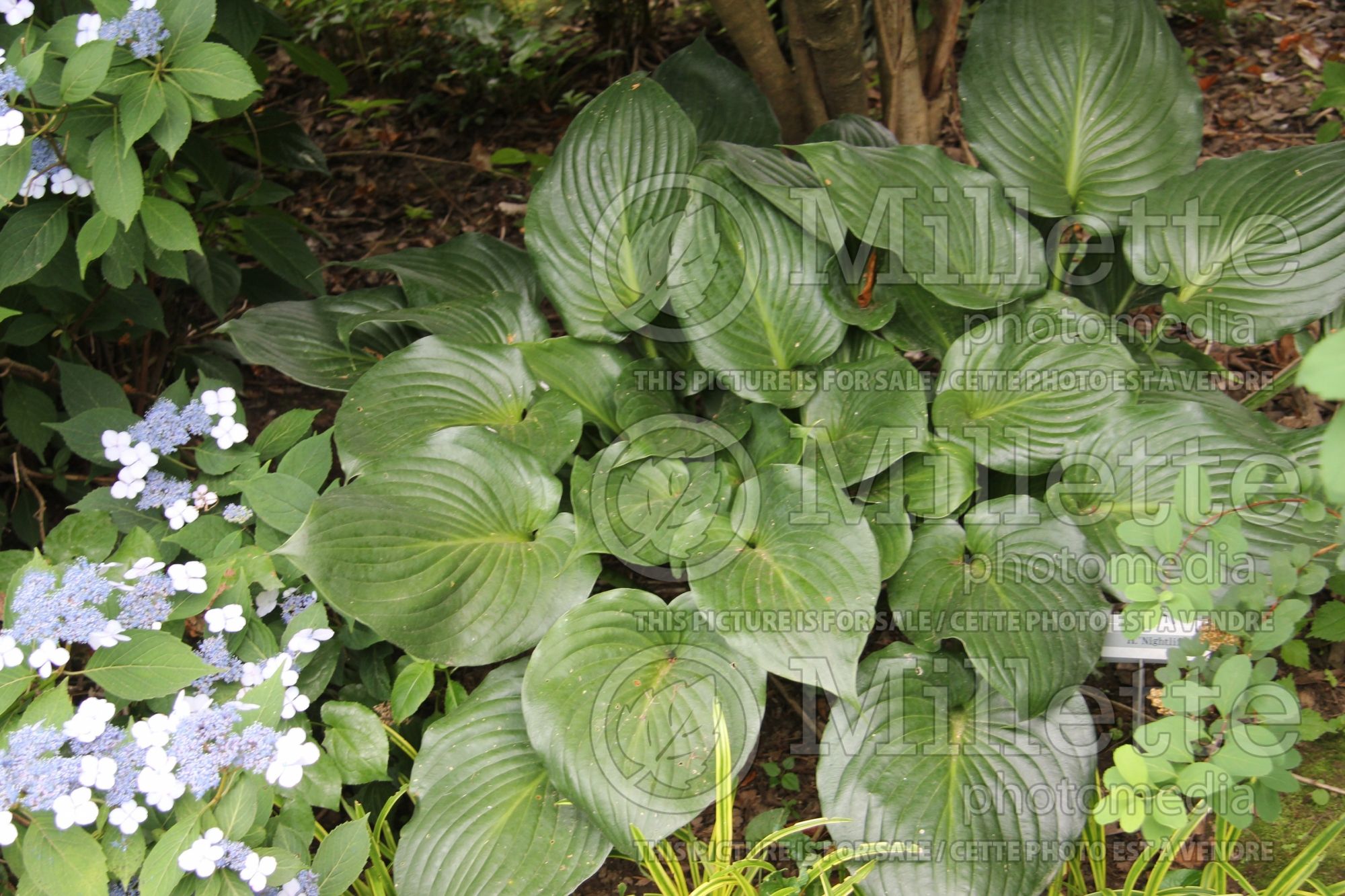 Hosta Nightlife (Hosta funkia august lily) 1