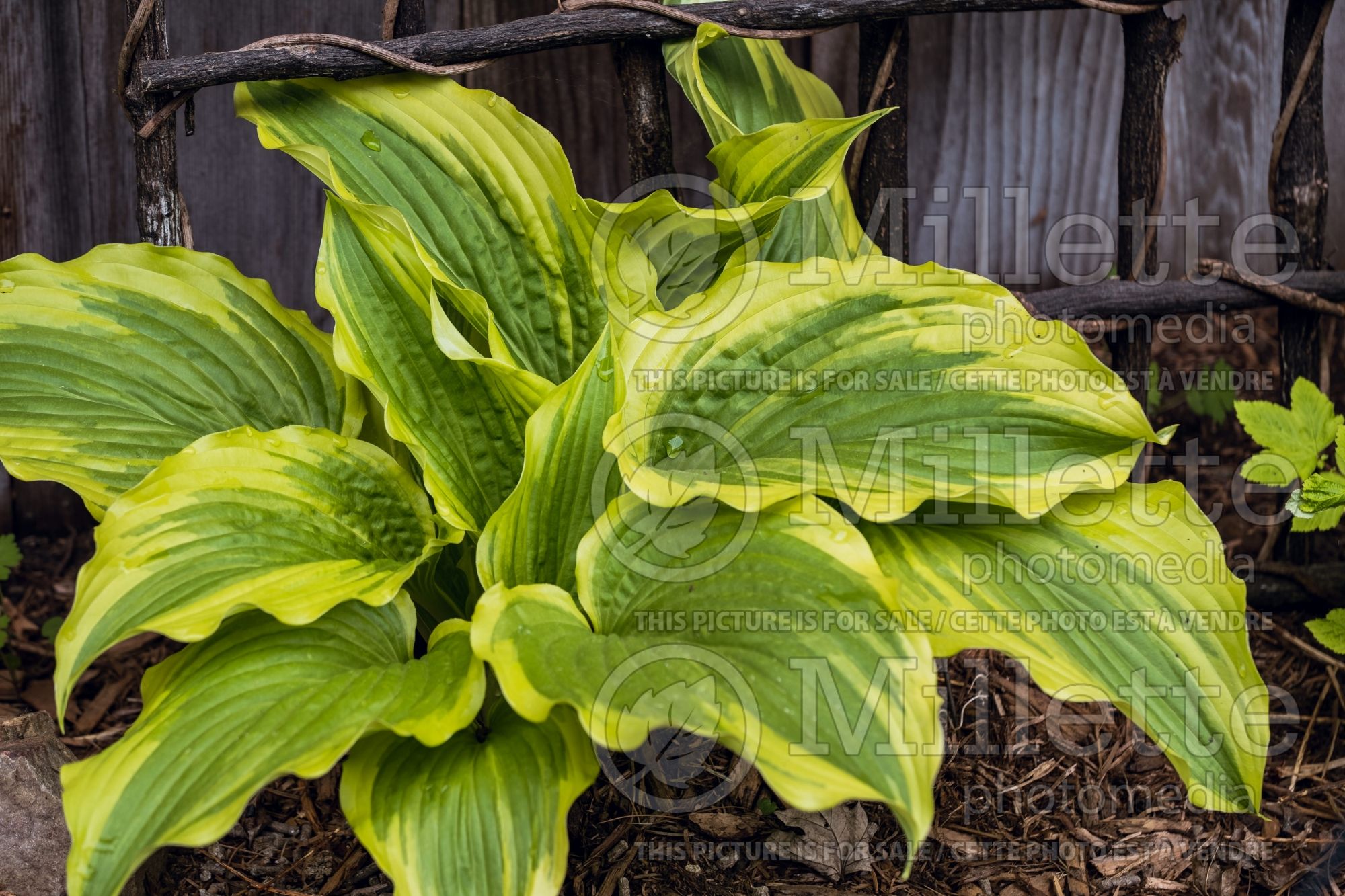 Hosta One Last Dance (Hosta funkia august lily) 1
