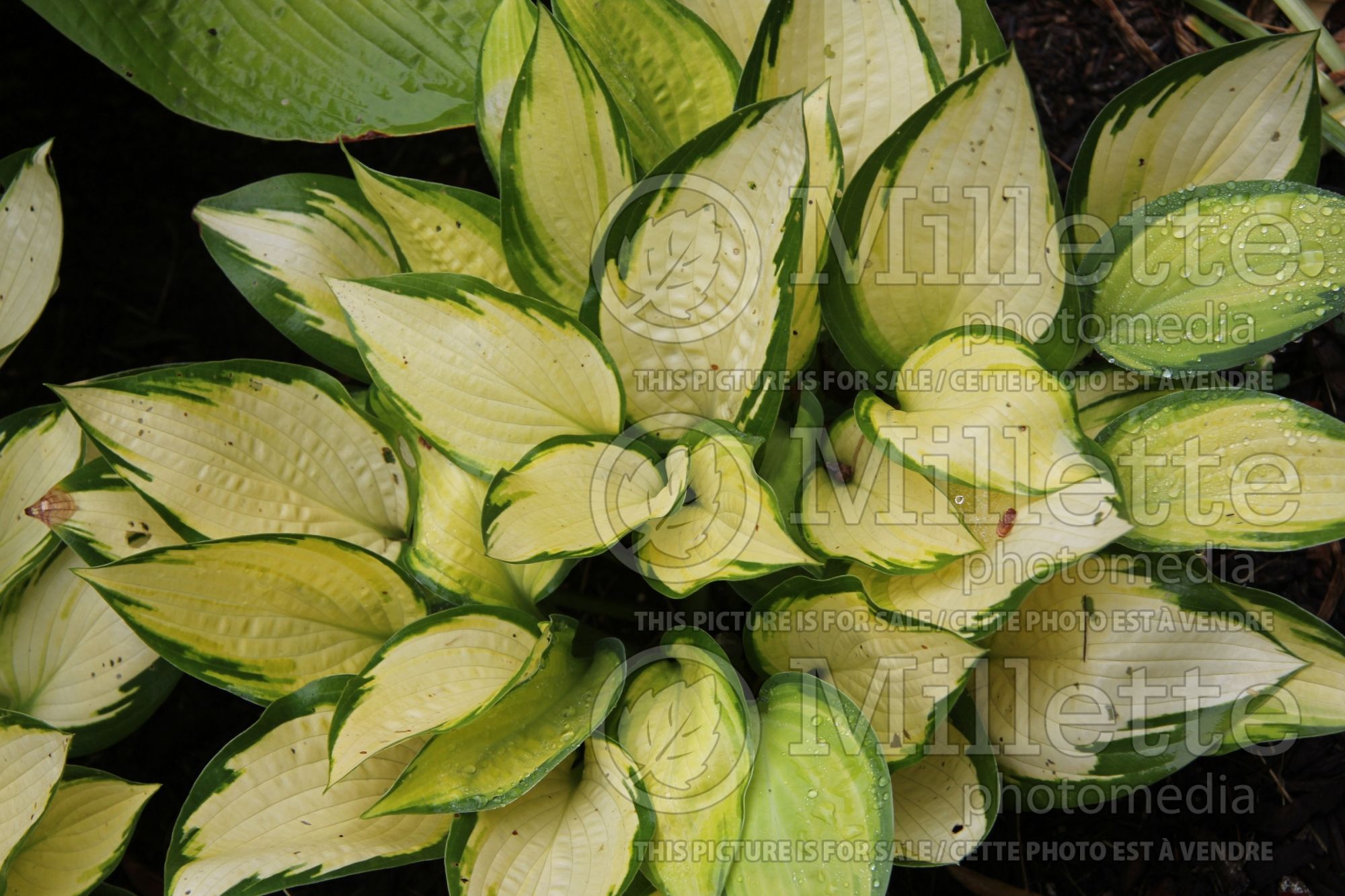 Hosta Orange Marmalade (Hosta funkia august lily) 3