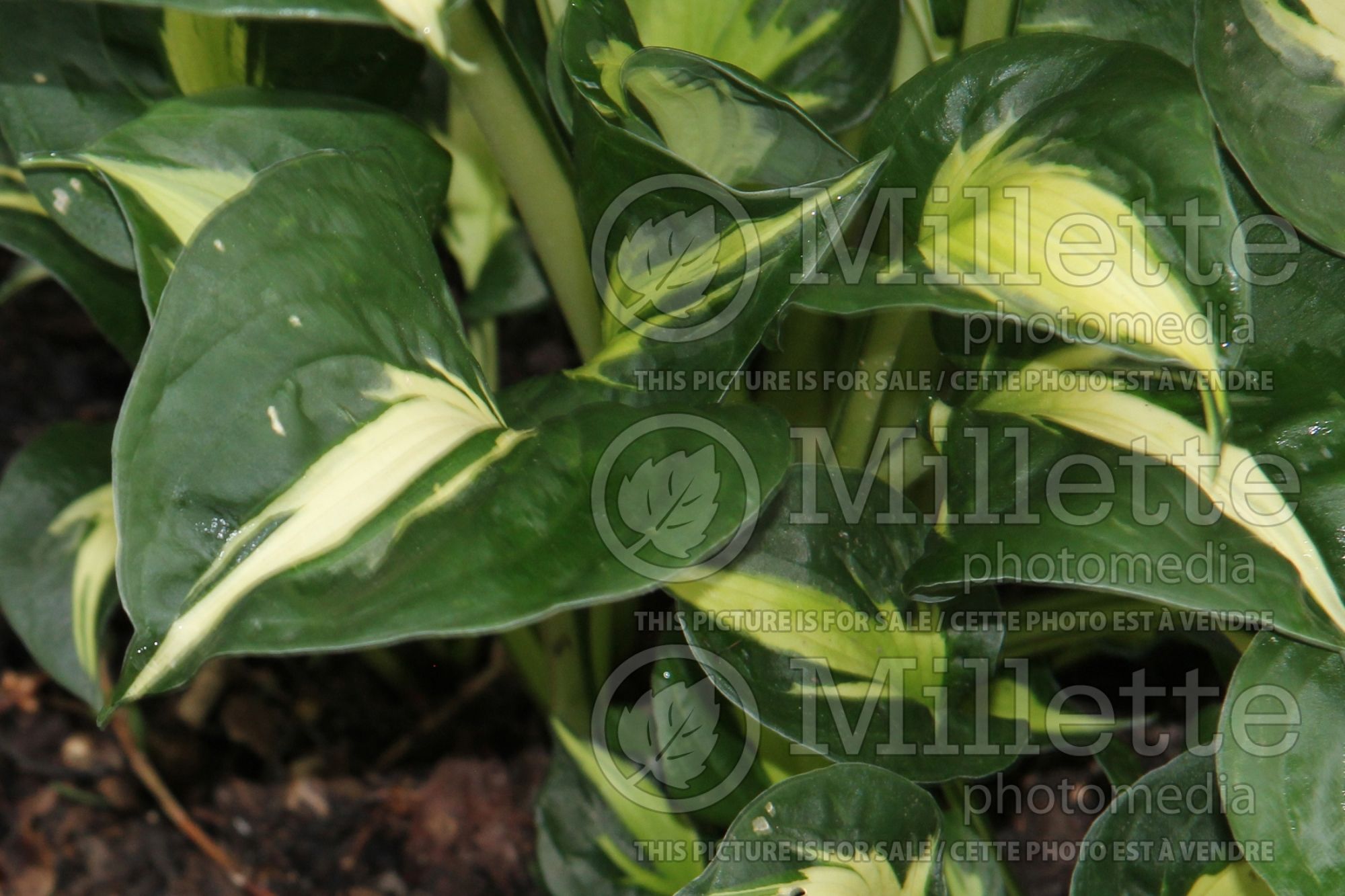 Hosta Oreo Cream (Hosta funkia august lily) 1