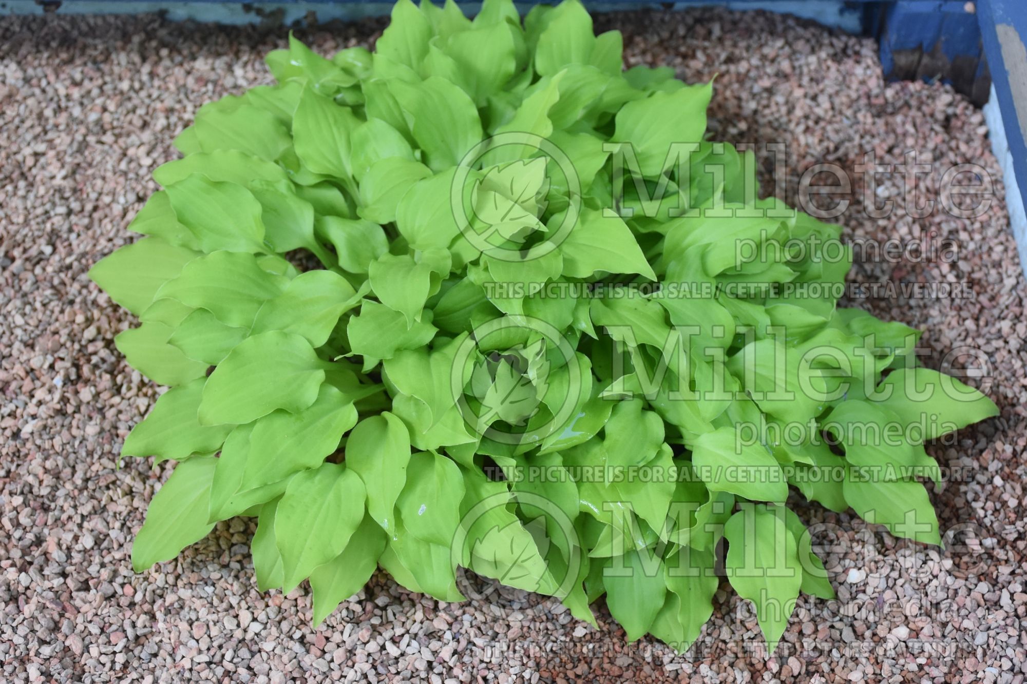 Hosta Osiris Petit Prince aka Petit Prince (Hosta funkia august lily) 2