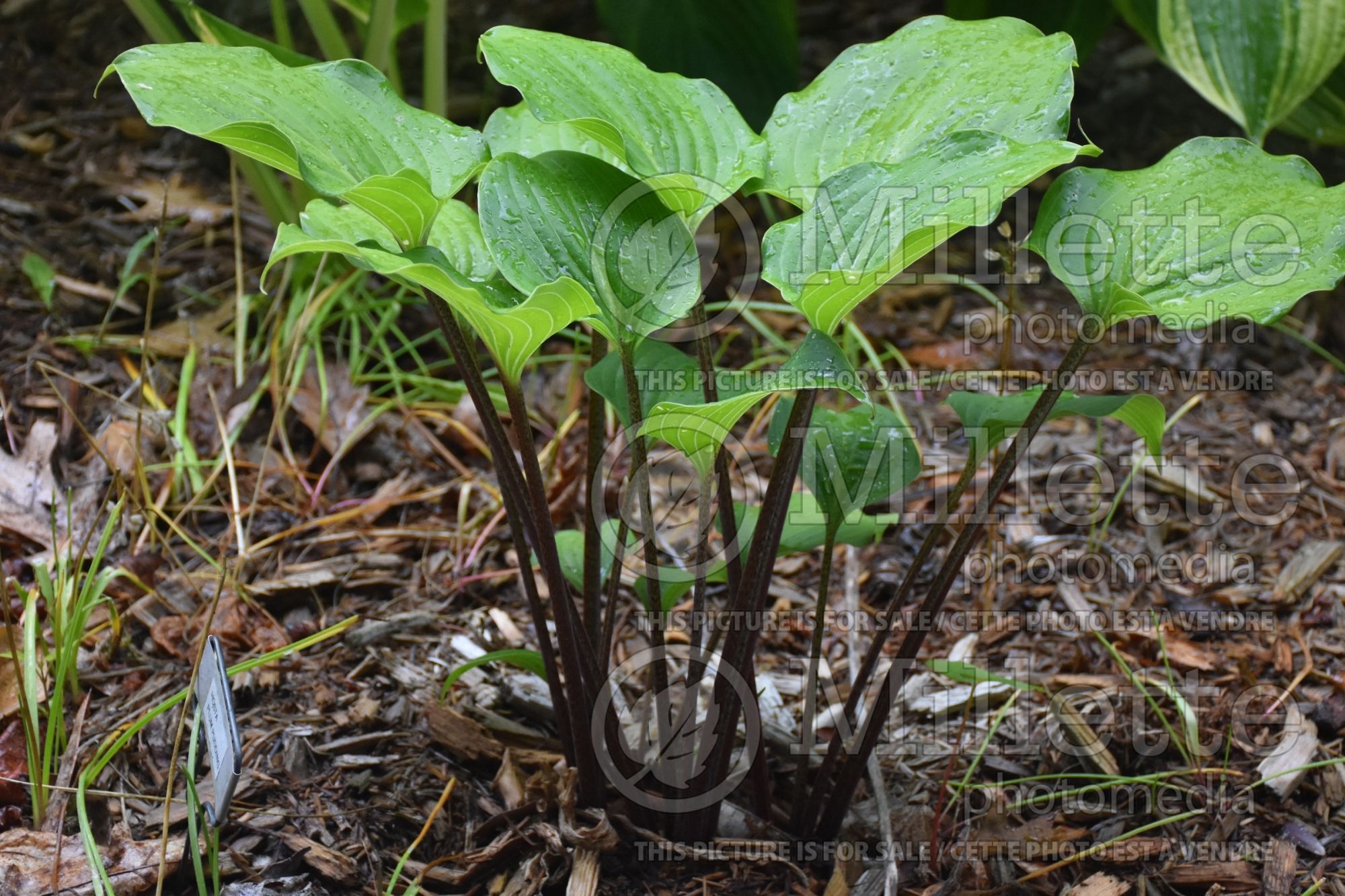 Hosta Plum Pudding (Hosta funkia august lily) 1