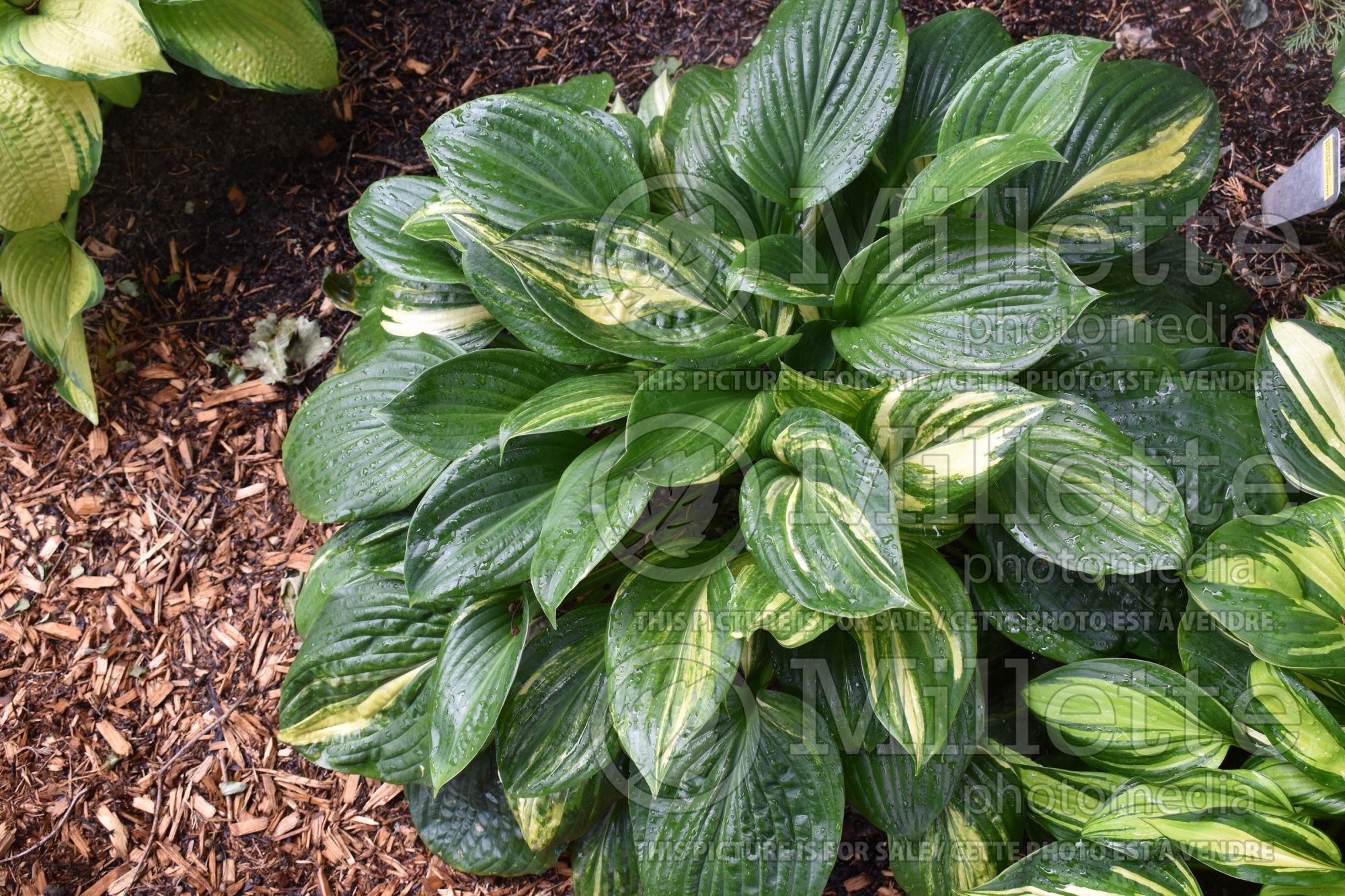 Hosta Potomac Pride Splashed aka Potomac Splash (Hosta funkia august lily) 1