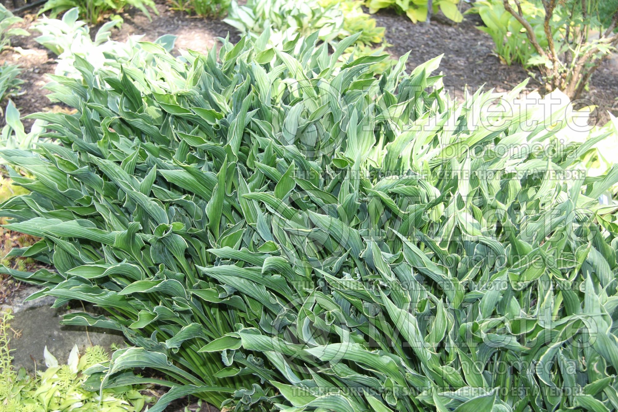 Hosta Praying Hands (Hosta funkia august lily) 10