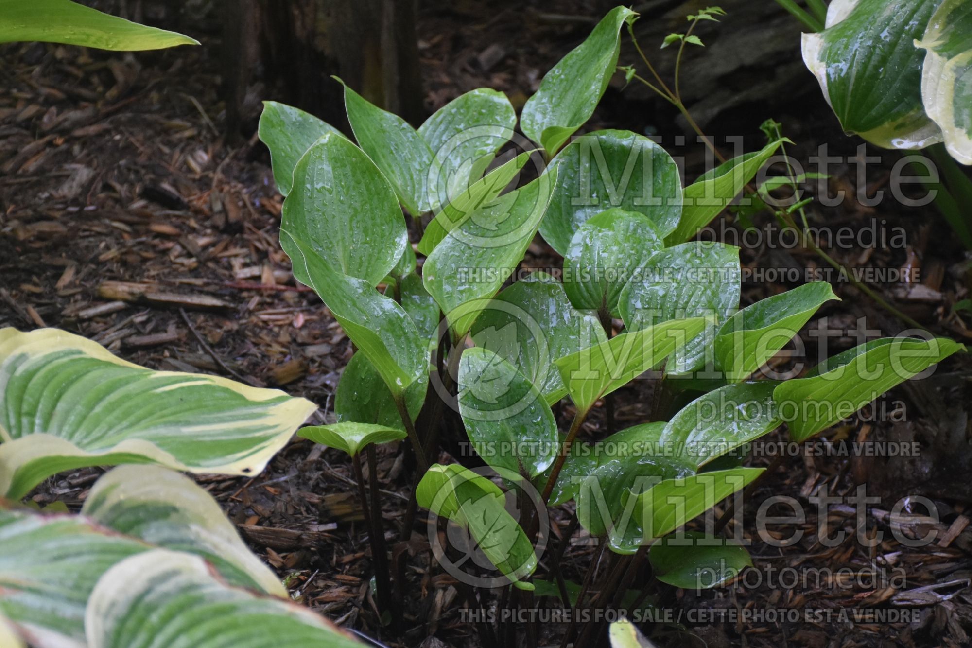 Hosta Purple Heart (Hosta funkia august lily) 1