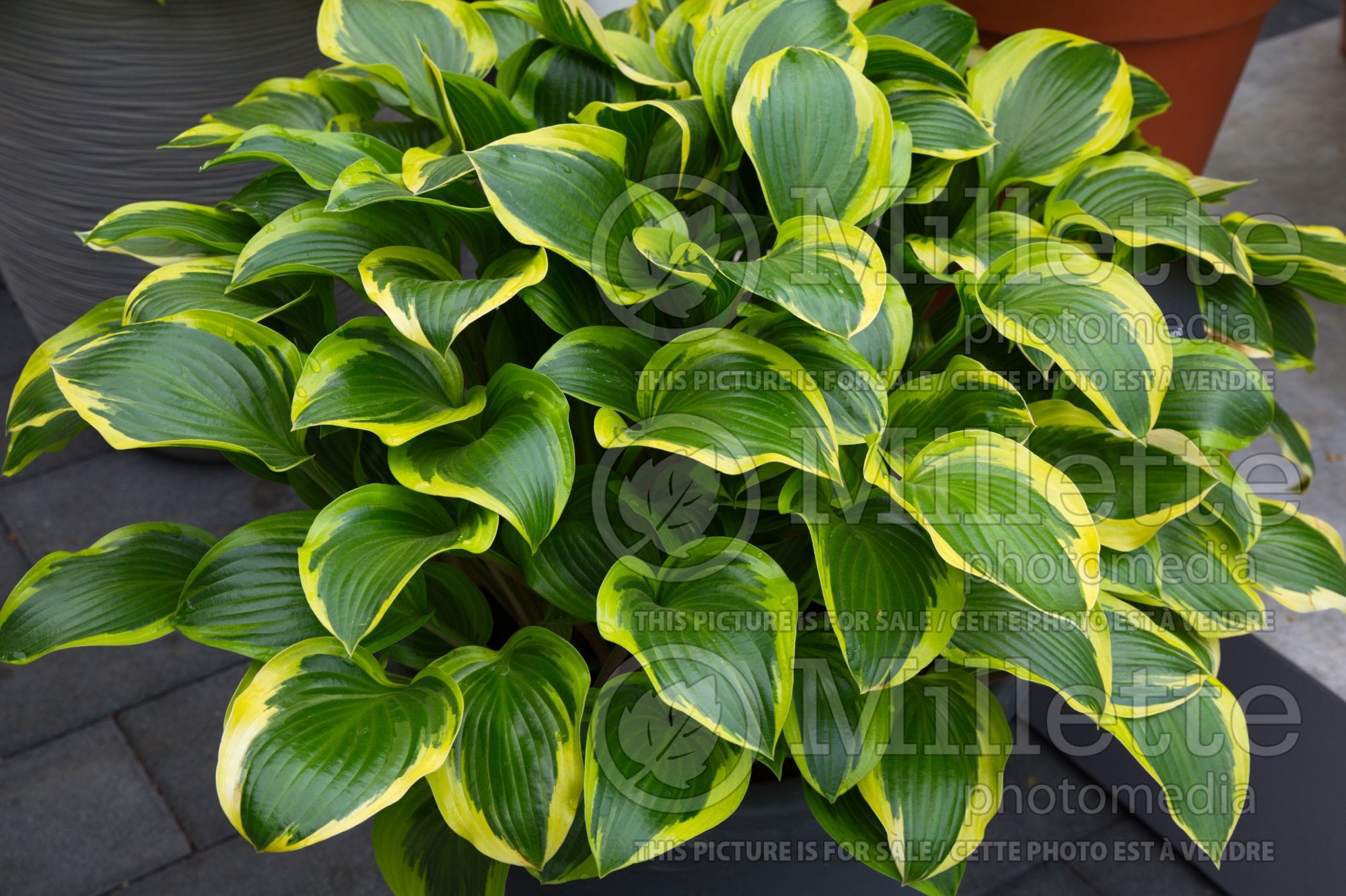 Hosta Queen Josephine (Hosta funkia august lily) 3
