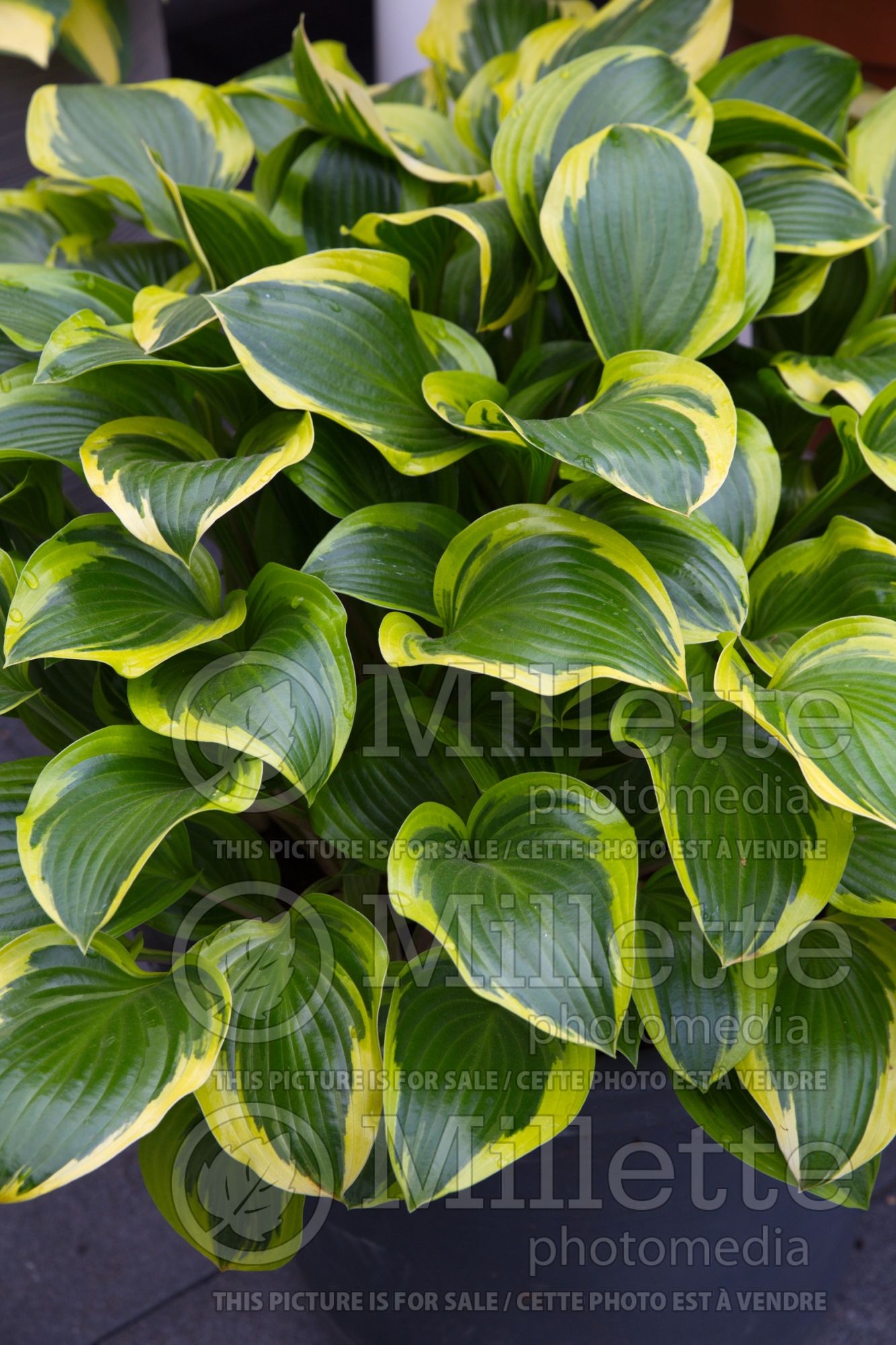 Hosta Queen Josephine (Hosta funkia august lily) 4
