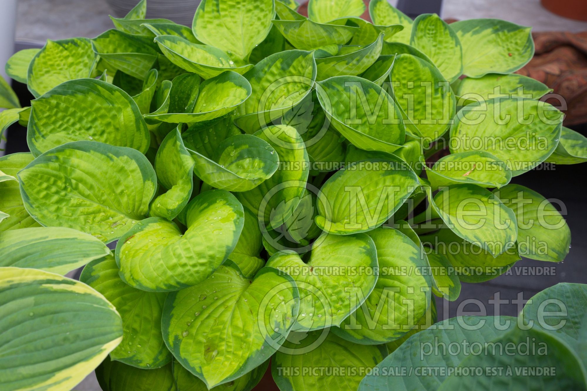 Hosta Rainforest Sunrise (Hosta funkia august lily) 8