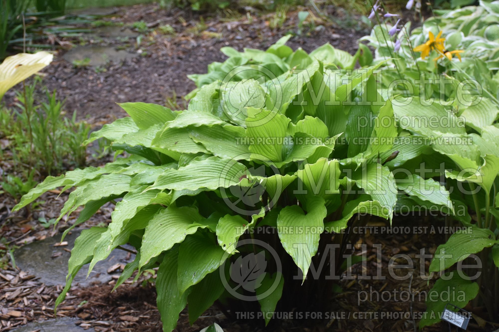 Hosta Red Dragon (Hosta funkia august lily) 1