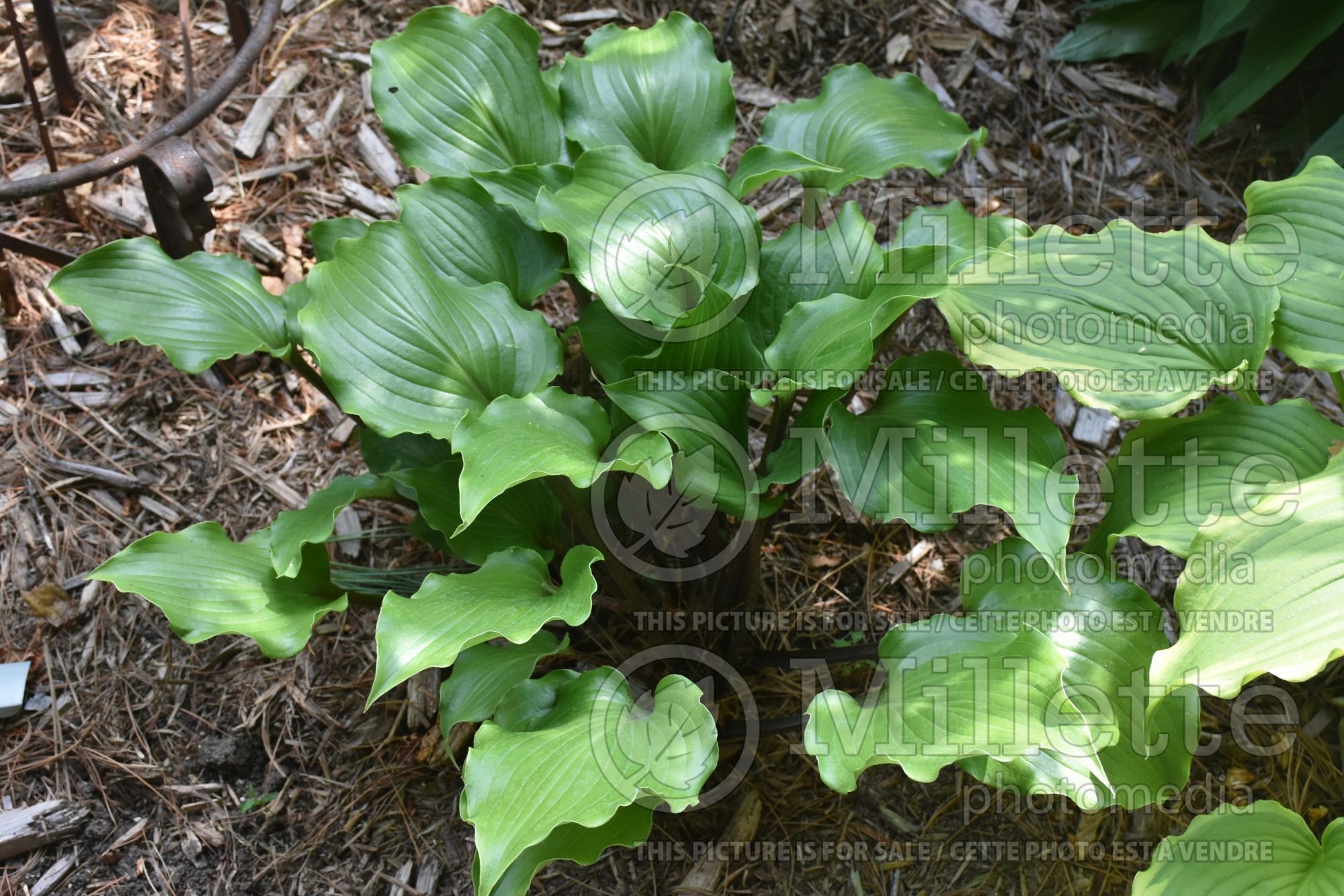 Hosta Rocket's Red Glare (Hosta funkia august lily) 2