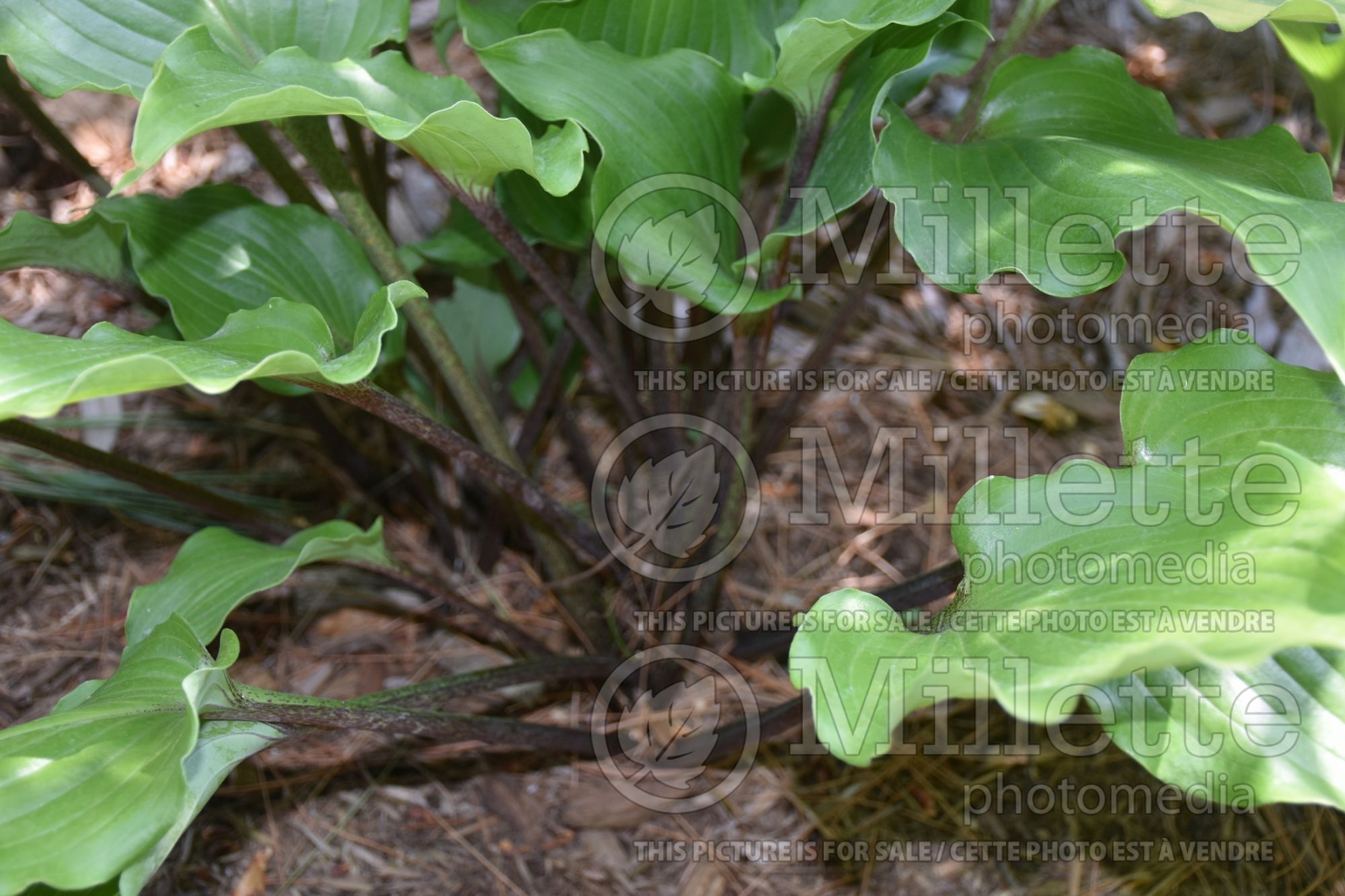 Hosta Rocket's Red Glare (Hosta funkia august lily) 3
