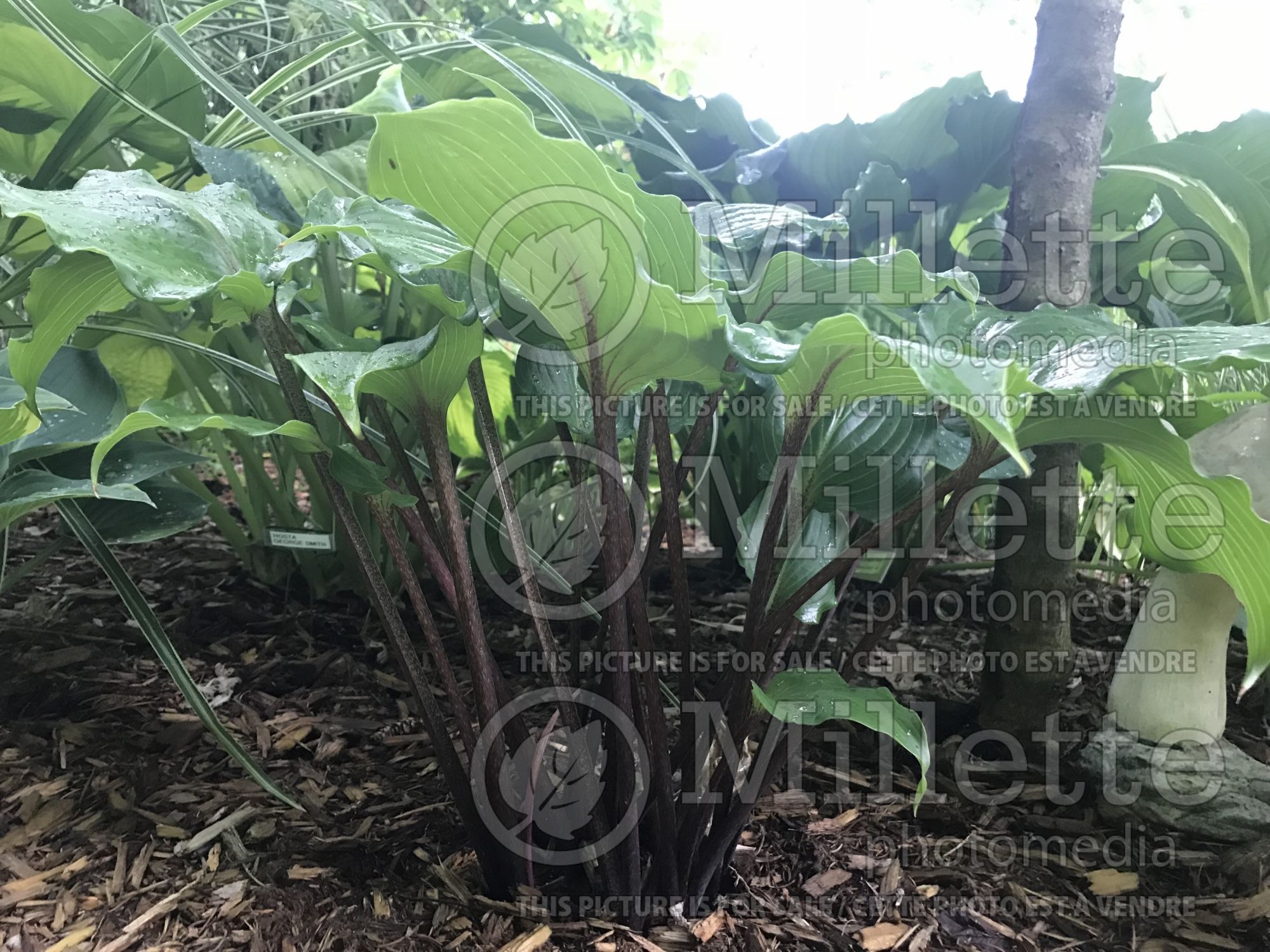 Hosta Rocket's Red Glare (Hosta funkia august lily) 4