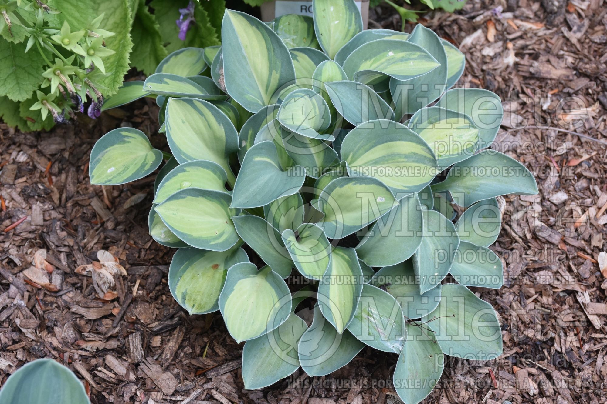 Hosta Royal Mouse Ears (Hosta funkia august lily) 1