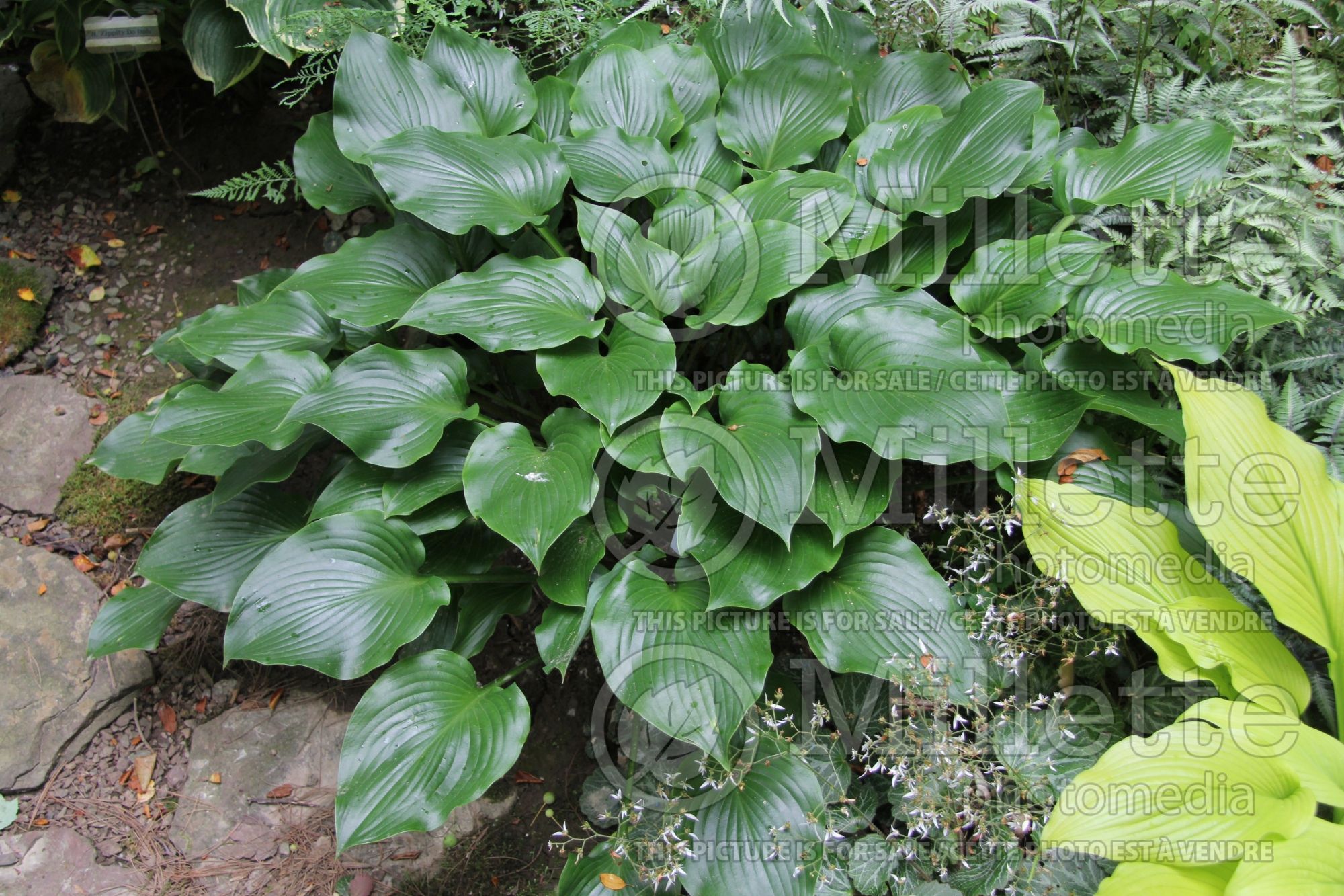Hosta rupifraga (Hosta funkia august lily) 2