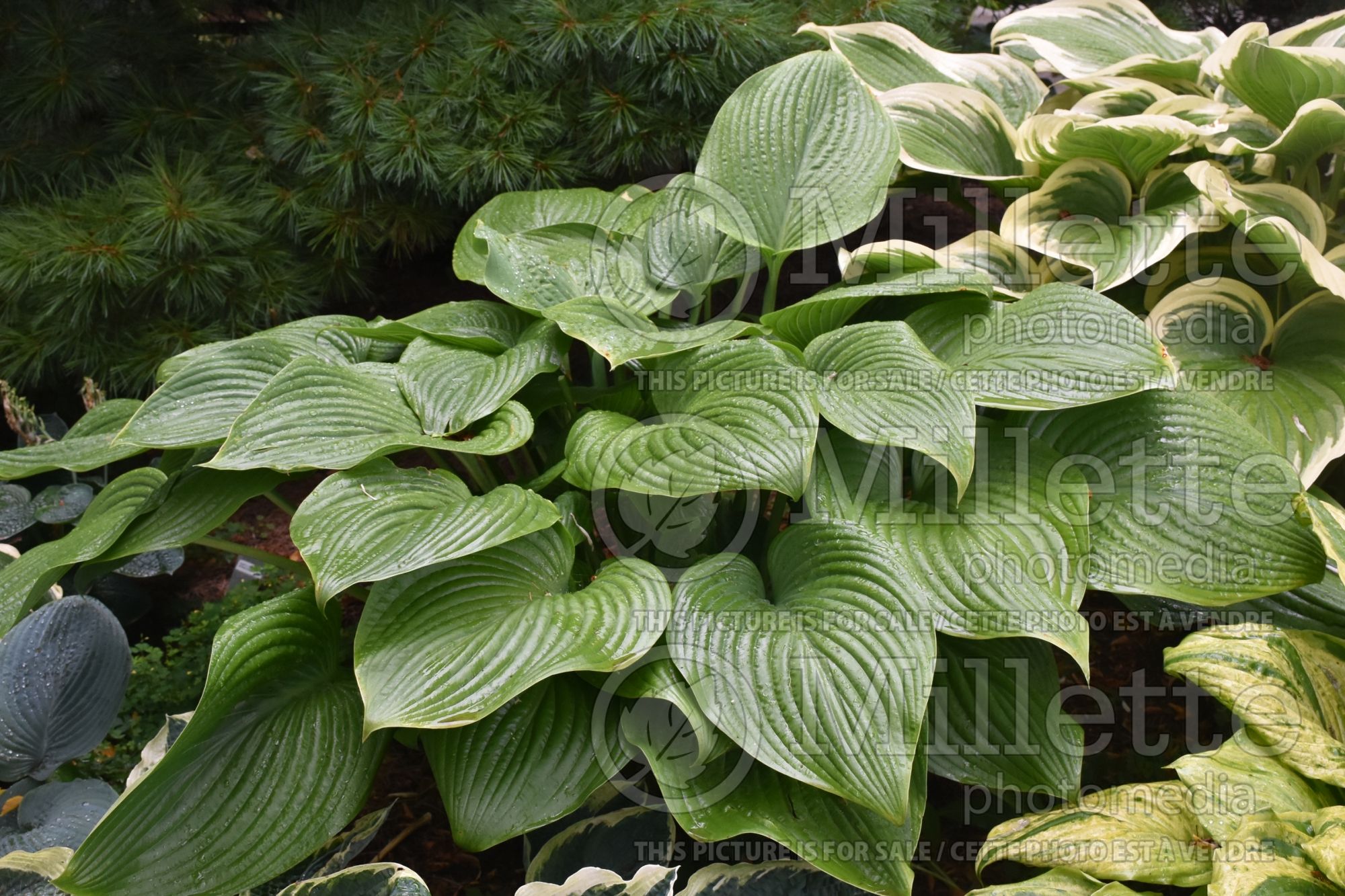 Hosta Russ O’Hara (Hosta funkia august lily) 1