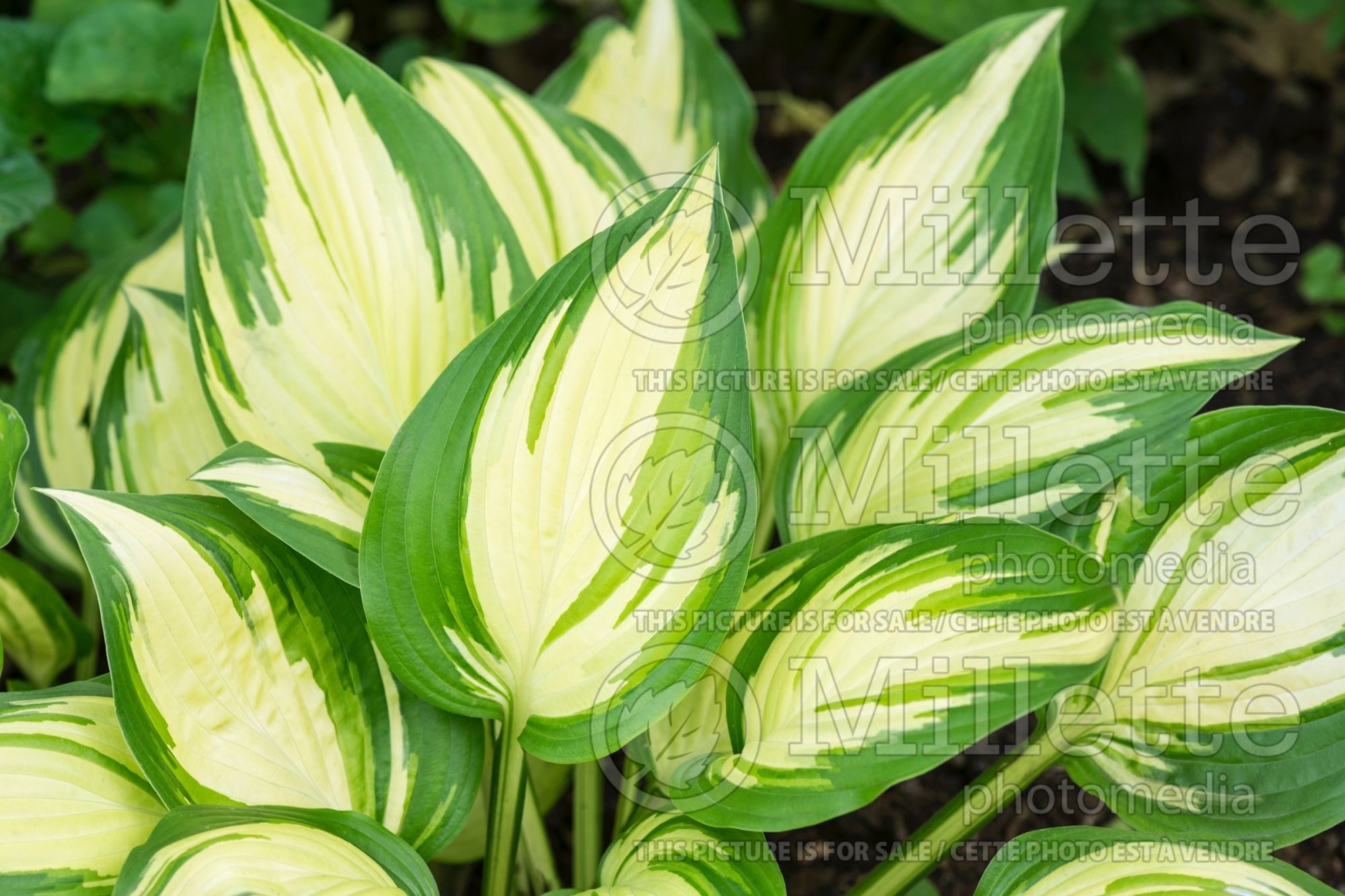 Hosta Sea Thunder (Hosta funkia august lily) 2