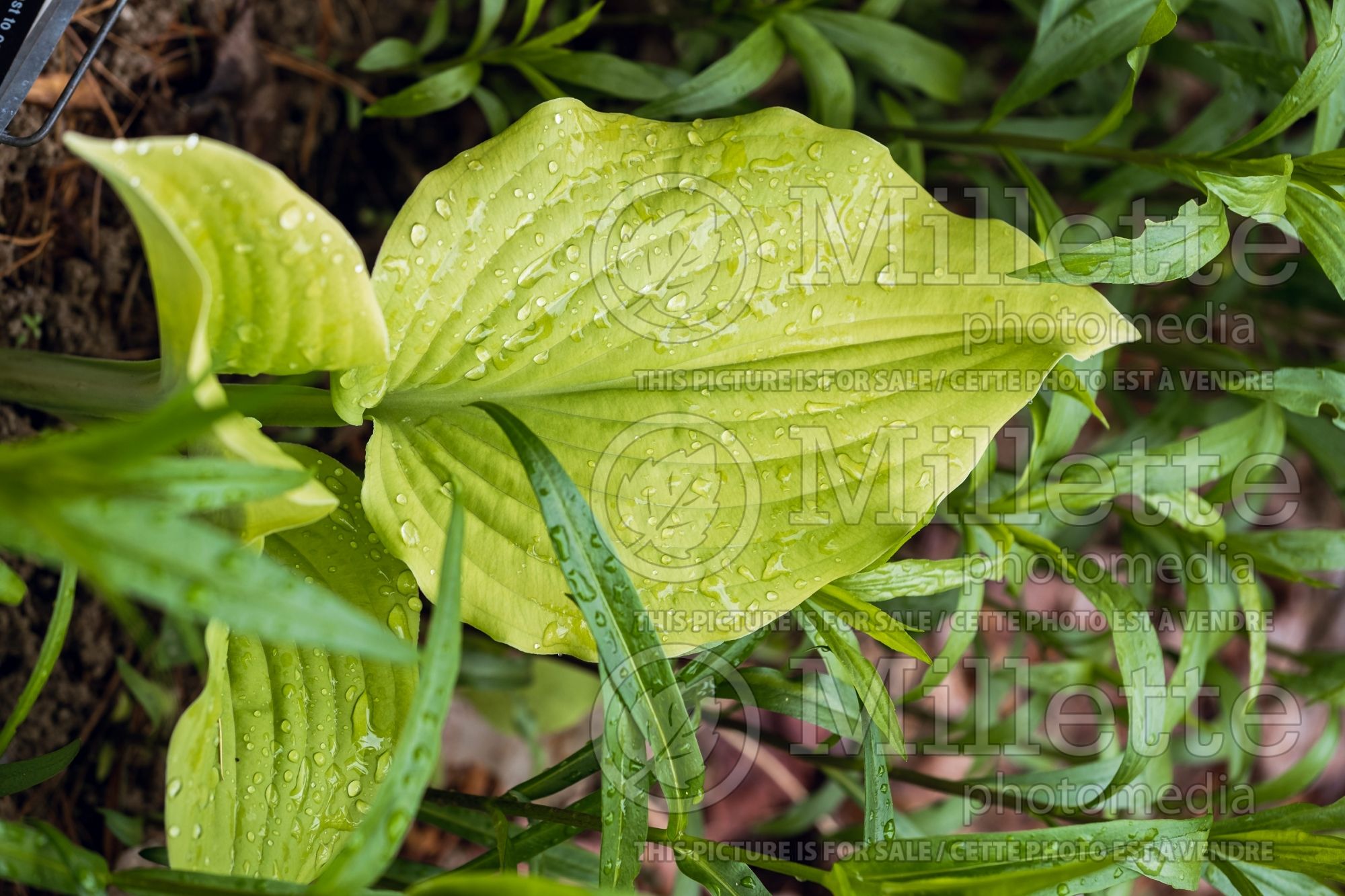 Hosta Shadowland Coast to Coast (Hosta funkia august lily) 2
