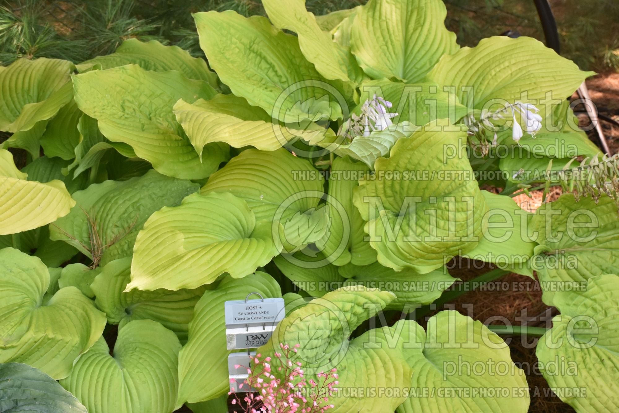Hosta Shadowland Coast to Coast (Hosta funkia august lily) 1