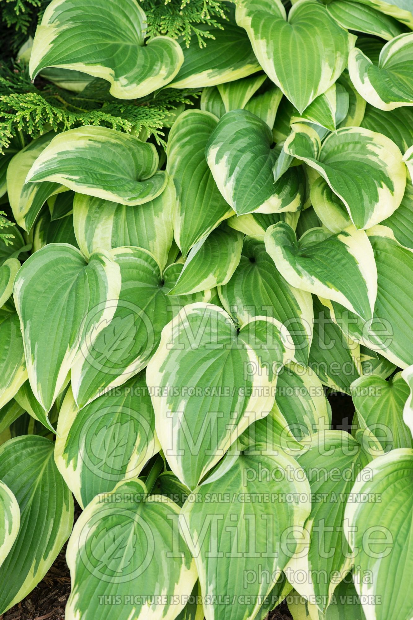 Hosta Shogun (Hosta funkia august lily) 1