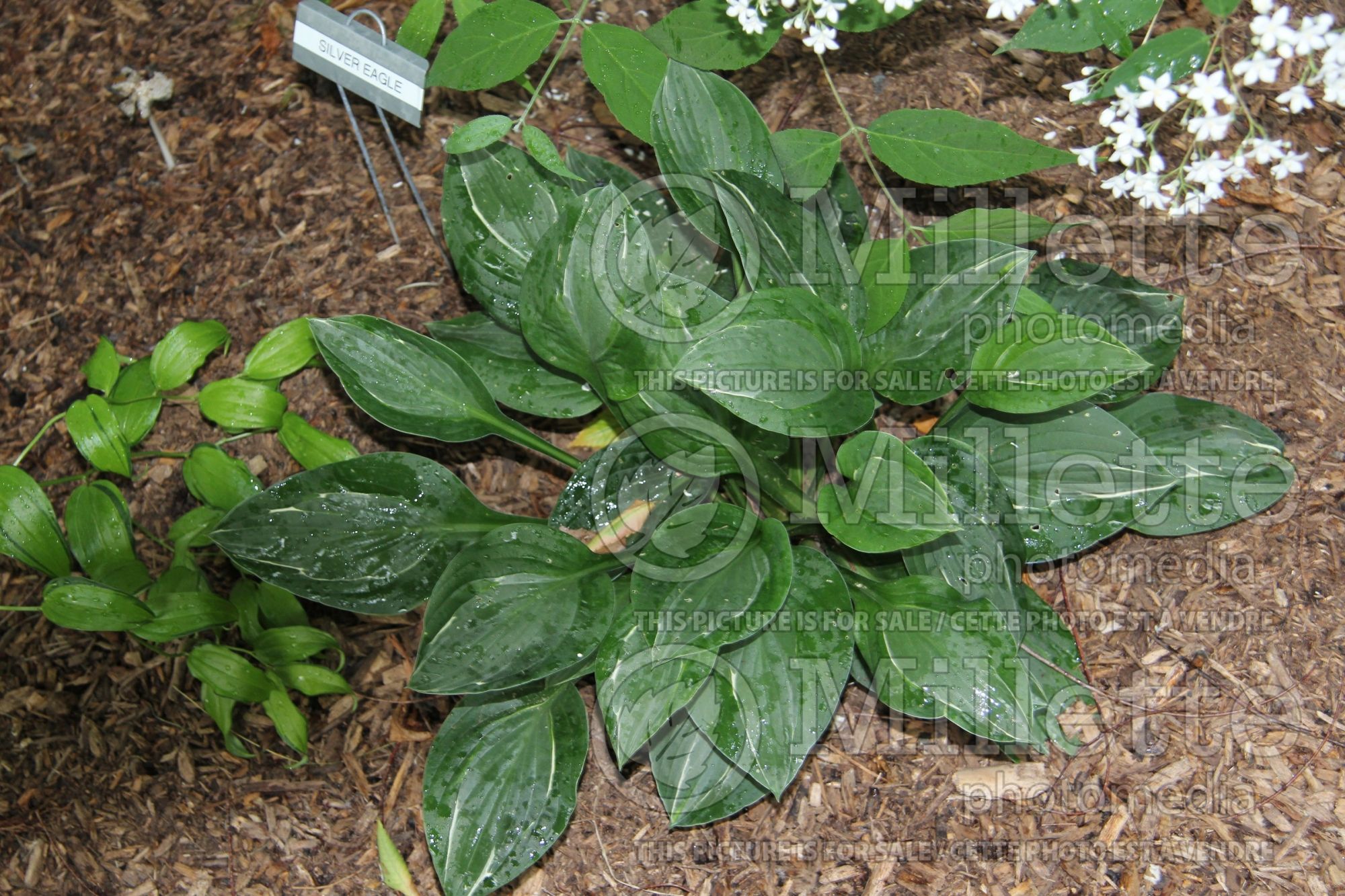 Hosta Silver Eagle (Hosta funkia august lily) 1