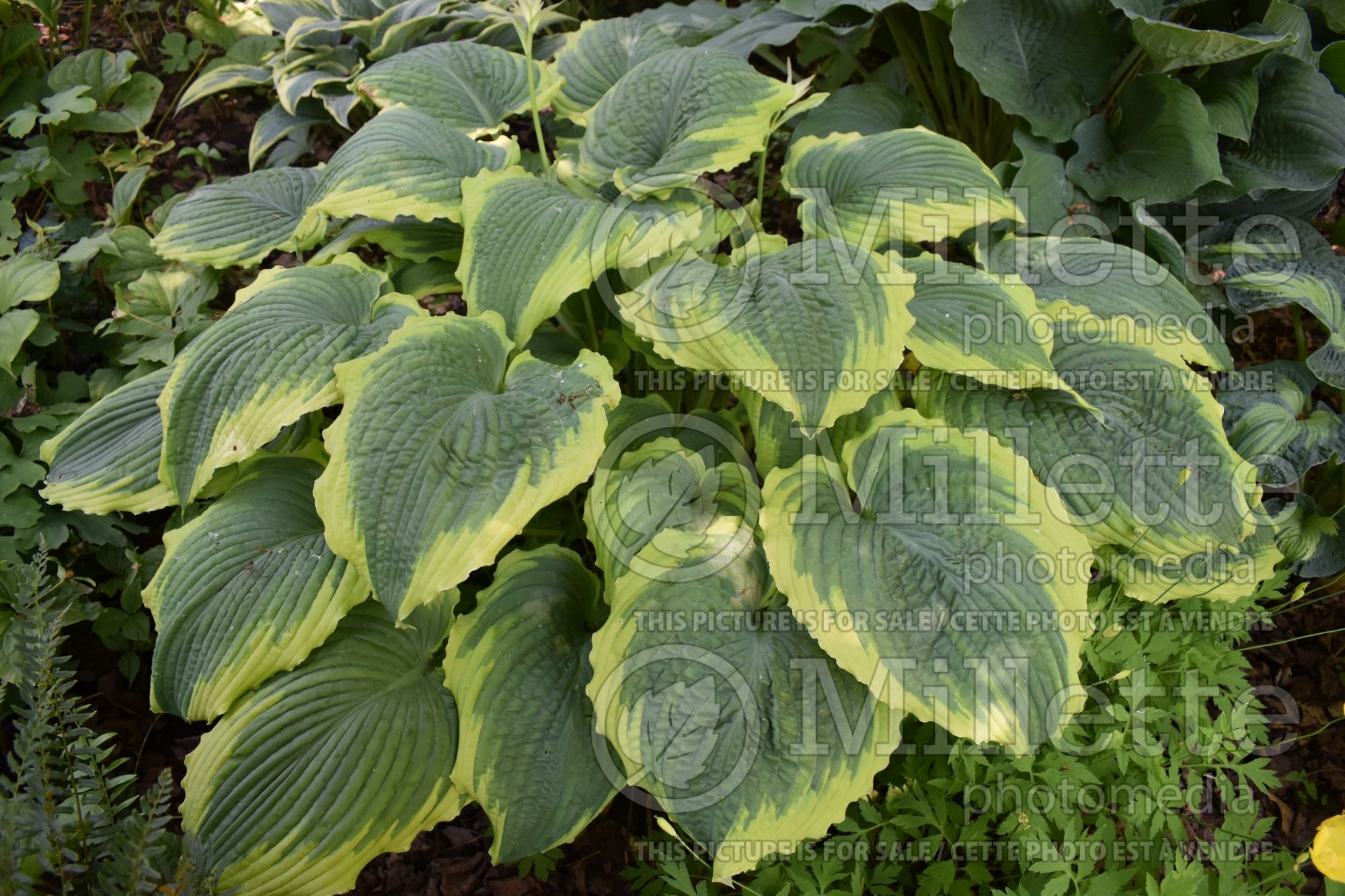 Hosta Spartacus (Hosta funkia august lily) 5
