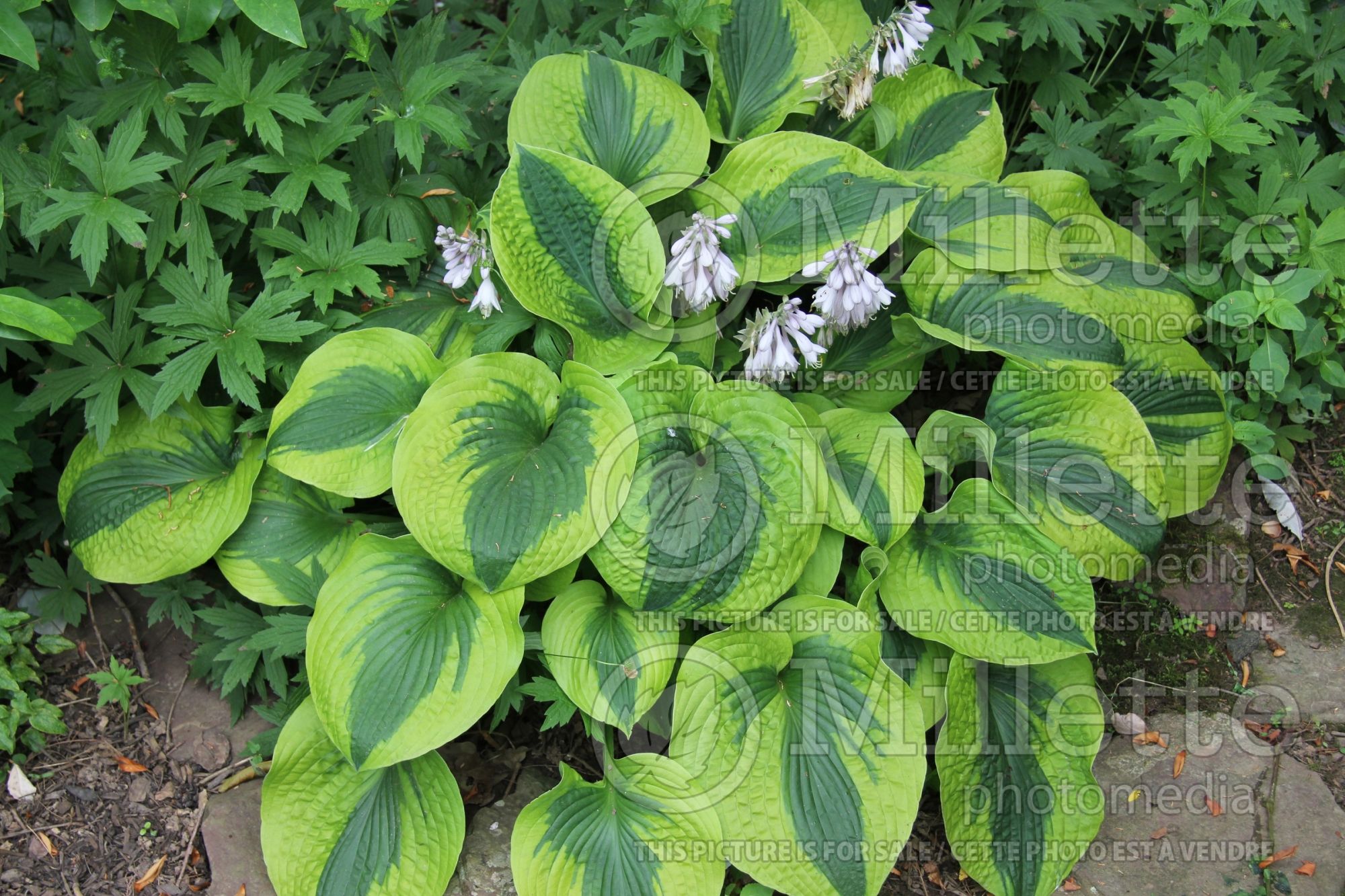 Hosta Spinach Souffle (Hosta funkia august lily) 1
