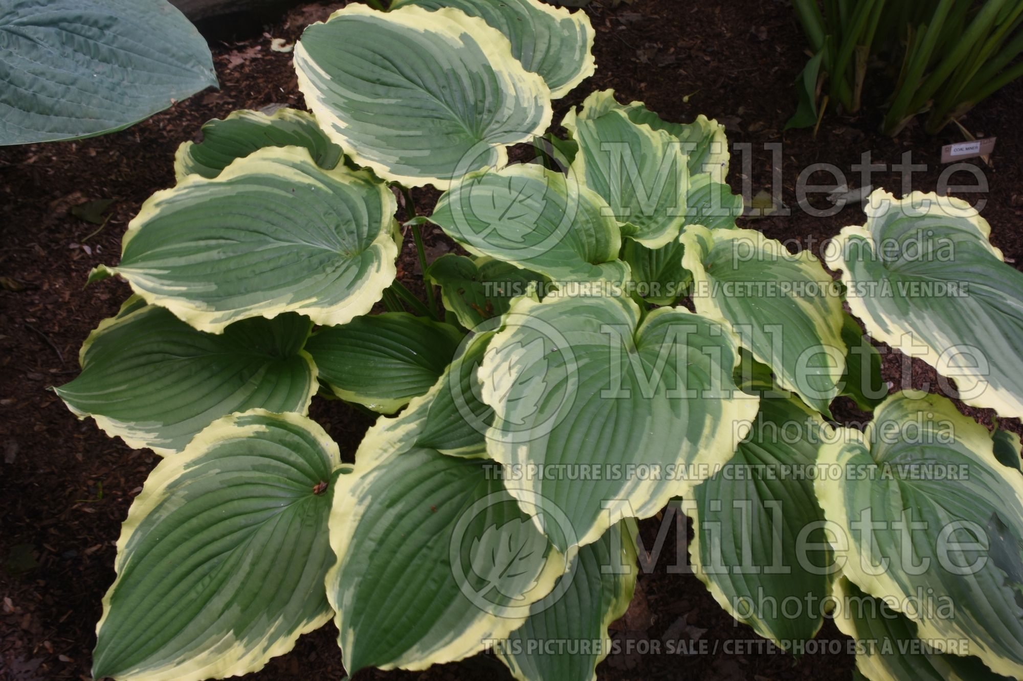 Hosta Spring Fling (Hosta funkia august lily) 2