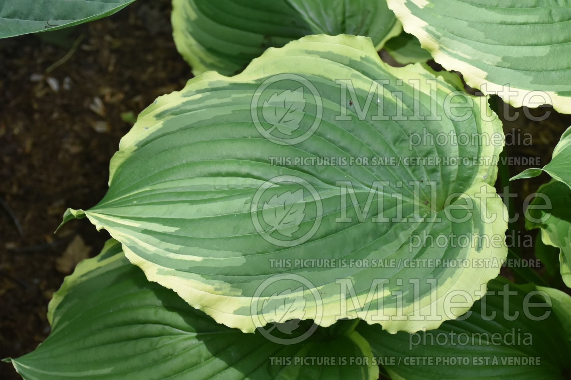 Hosta Spring Fling (Hosta funkia august lily) 3