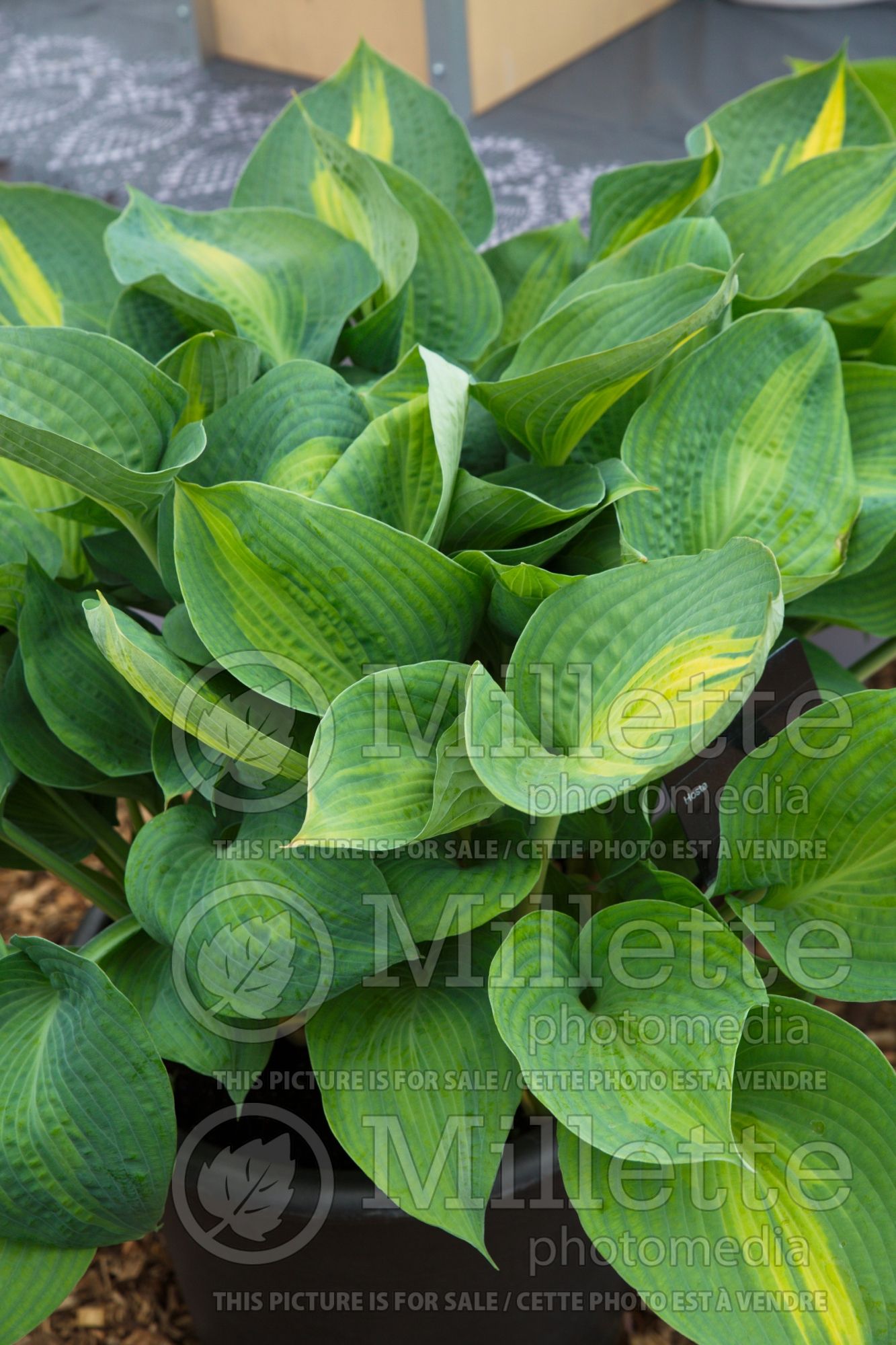 Hosta St Paul (Hosta funkia august lily) 2