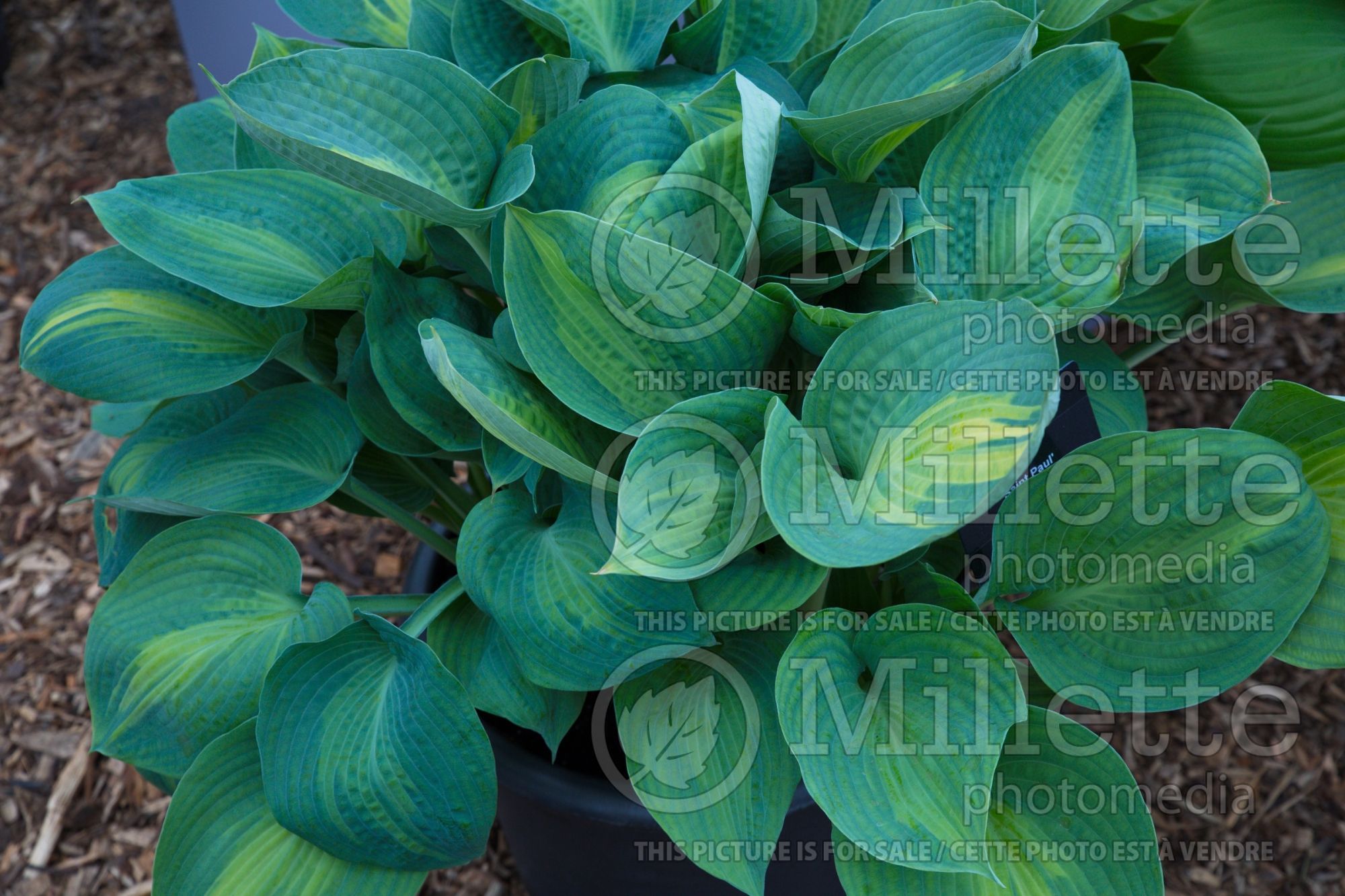 Hosta St Paul (Hosta funkia august lily) 3