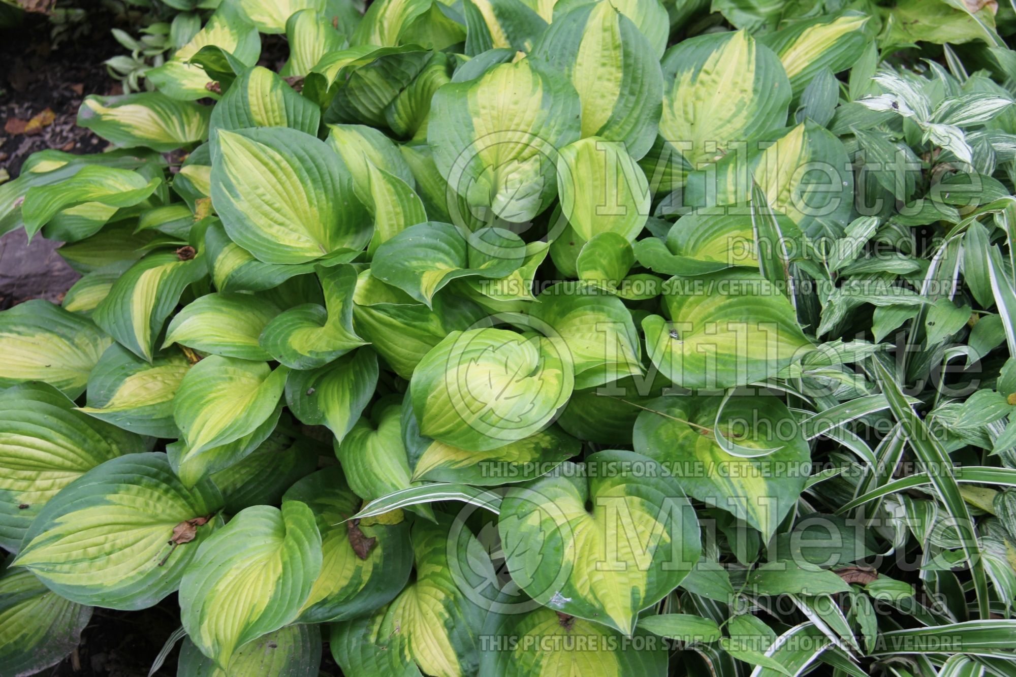 Hosta Summer Concerto (Hosta funkia august lily) 2
