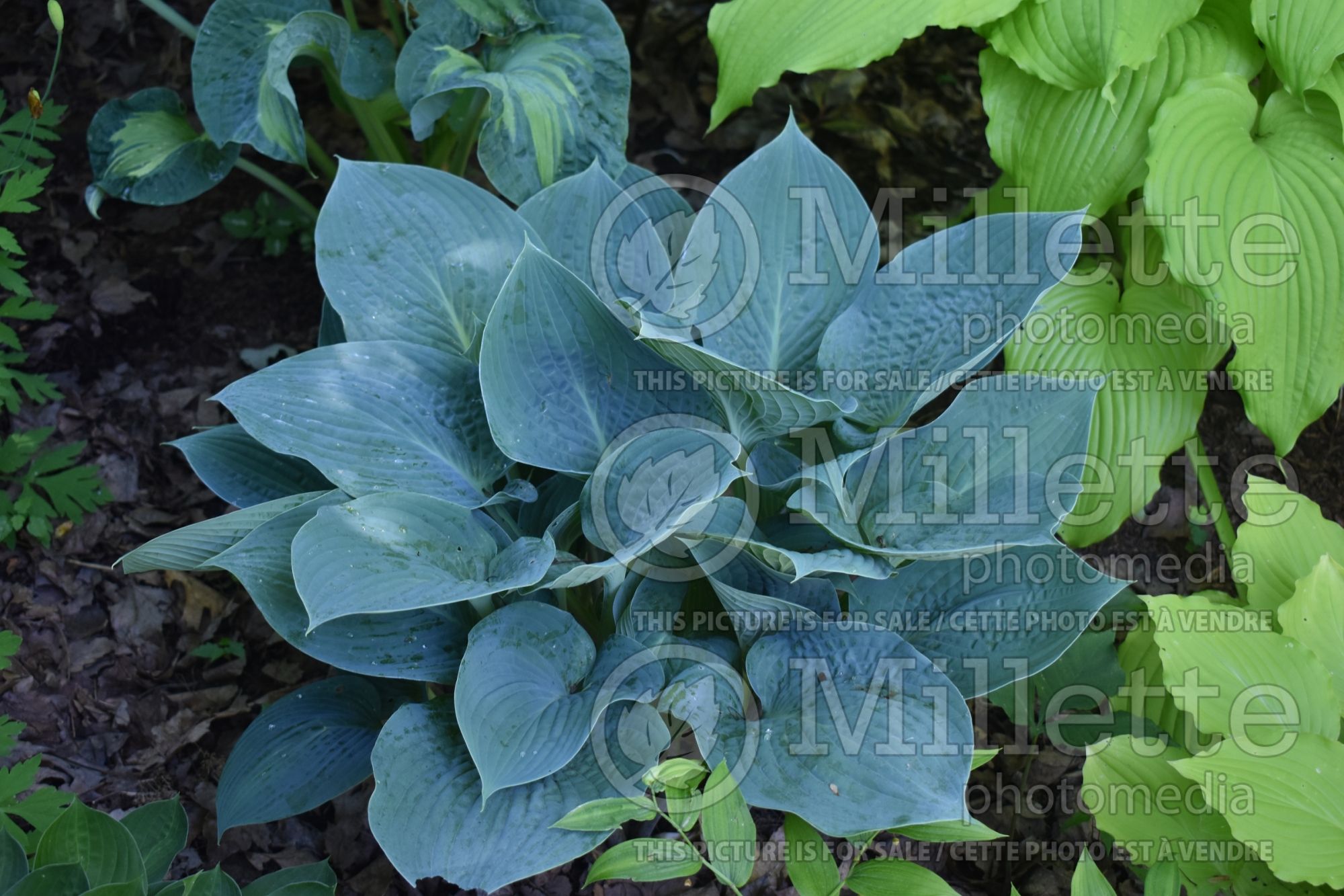 Hosta Summer Squall (Hosta funkia august lily) 1