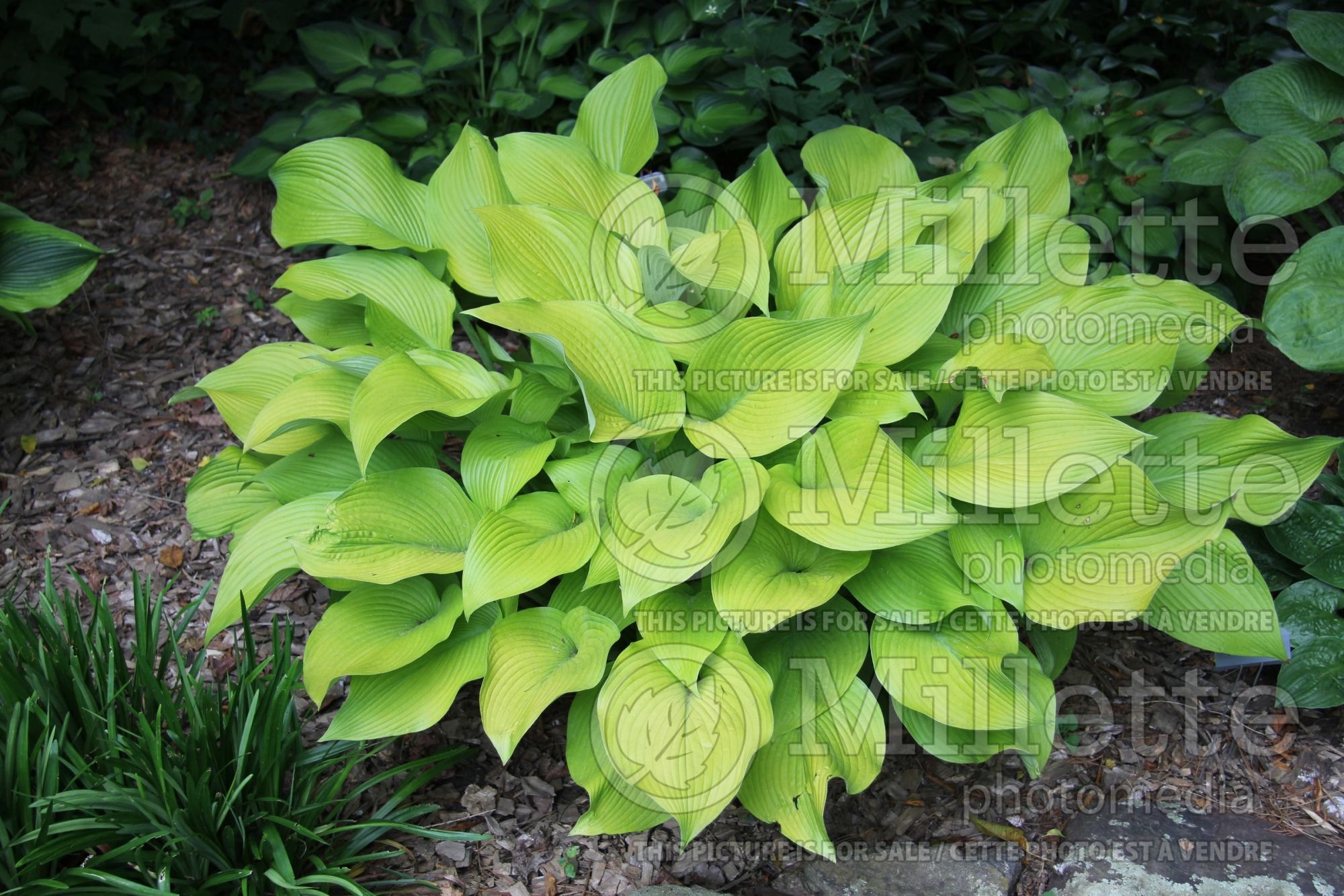 Hosta Sun Power (Hosta funkia august lily) 4