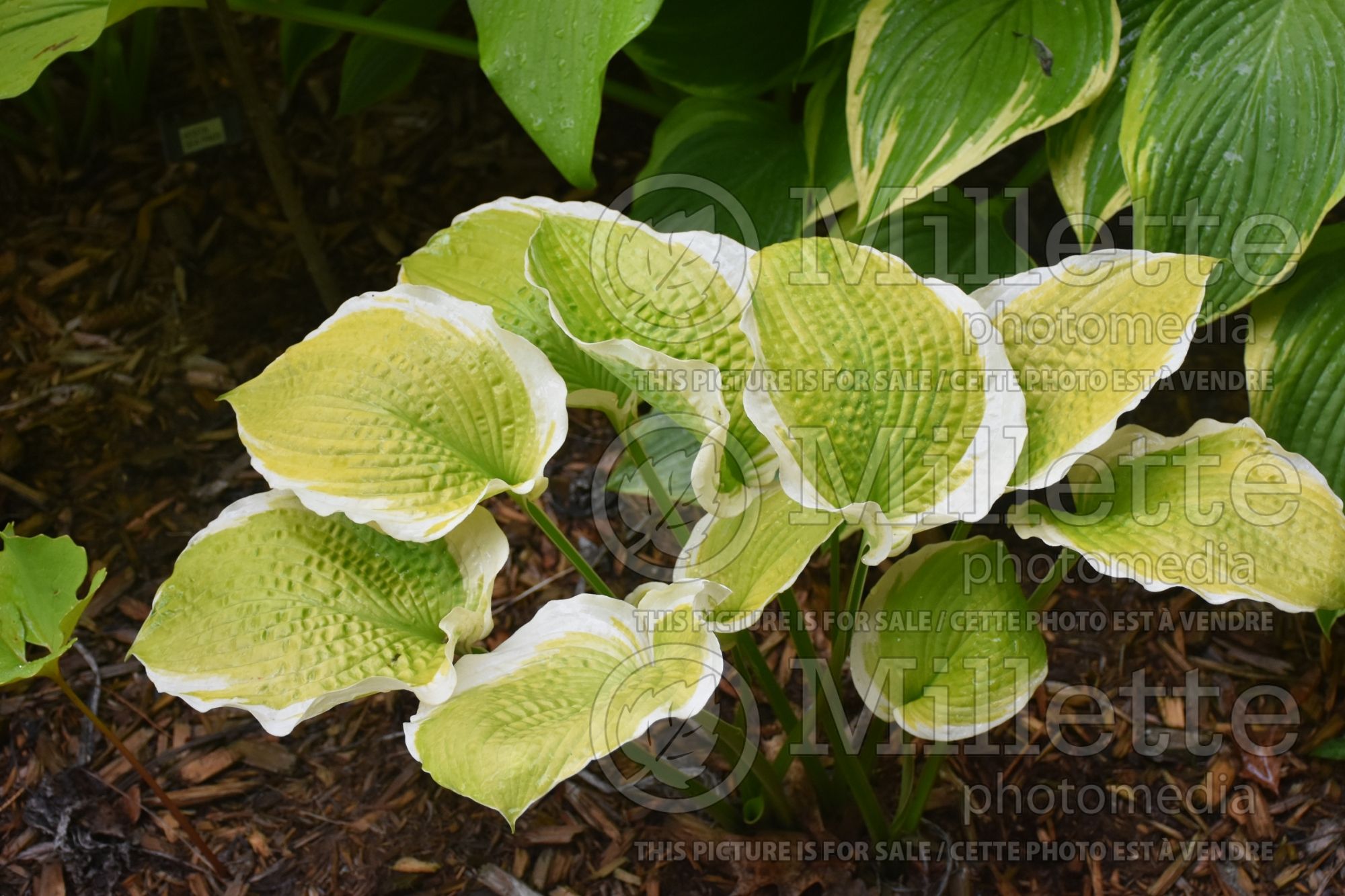 Hosta Sunshine Glory (Hosta funkia august lily) 2