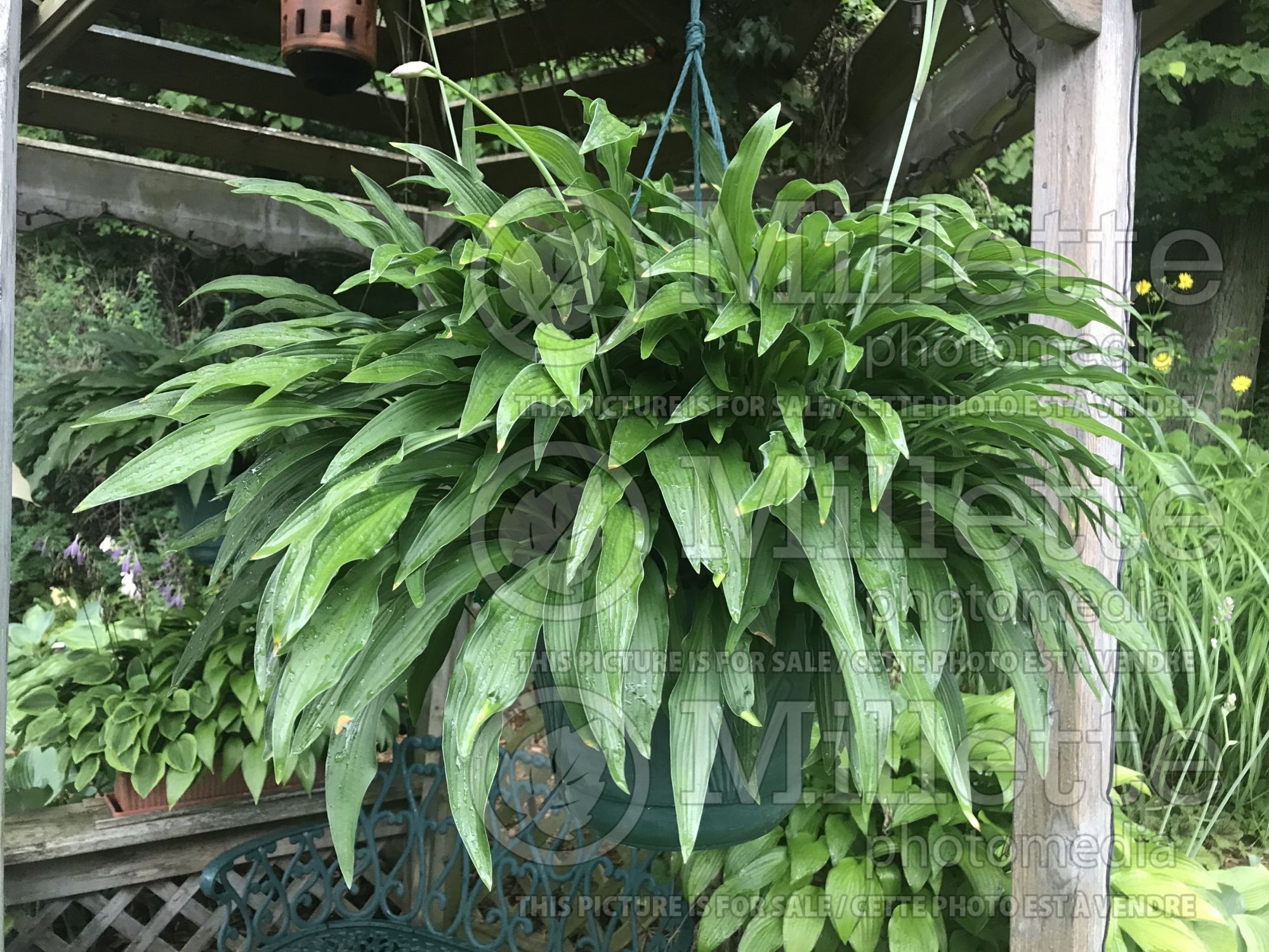 Hosta The Razor’s Edge (Hosta funkia august lily) 1