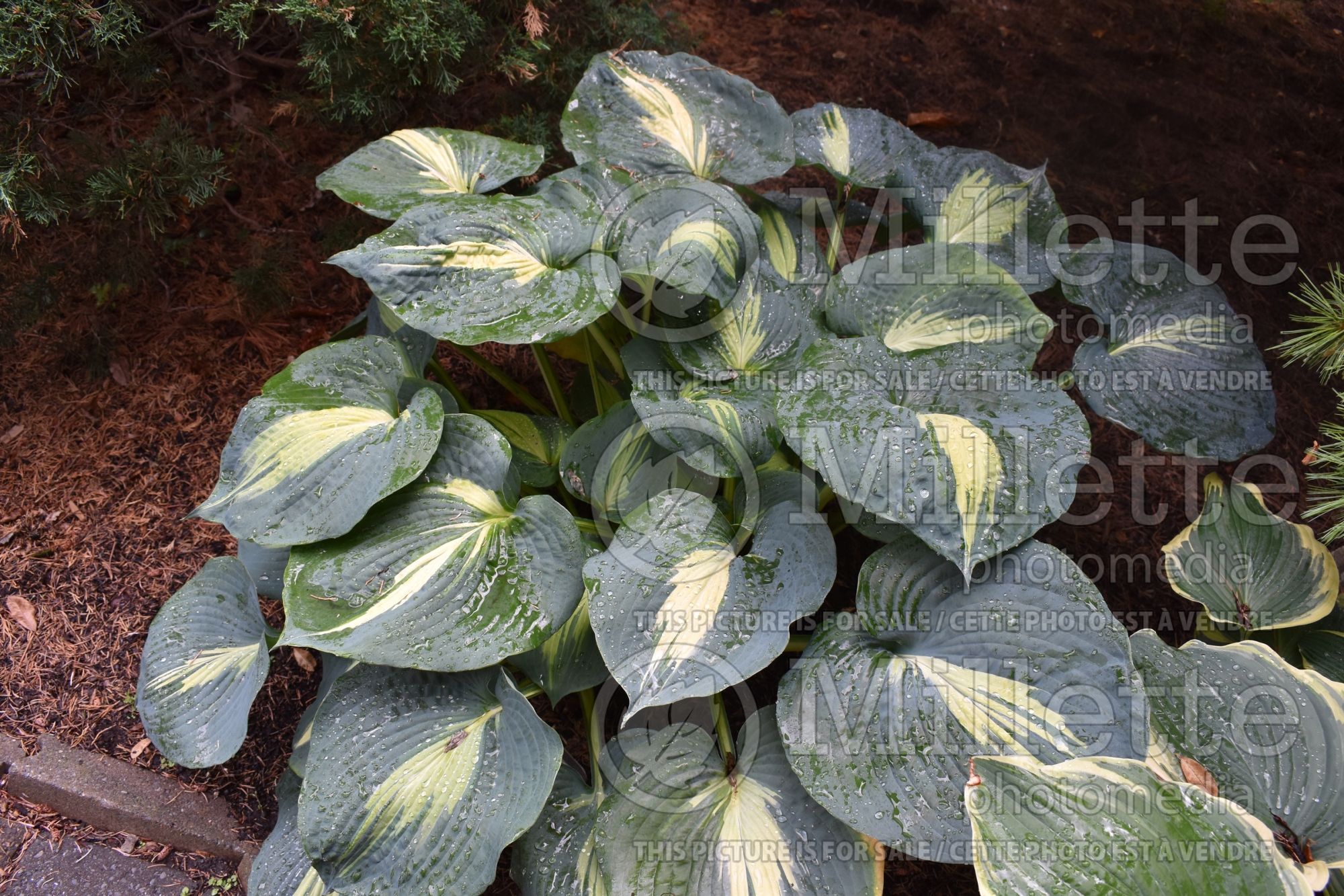 Hosta Thunderbolt (Hosta funkia august lily) 4