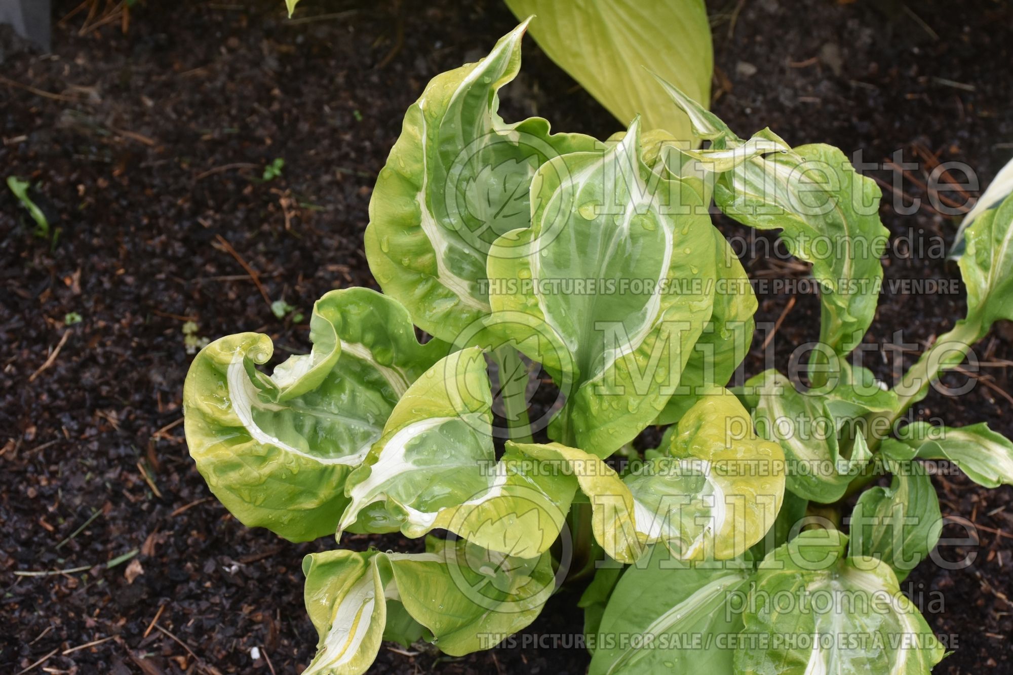 Hosta Totally Awe Sum (Hosta funkia august lily) 1