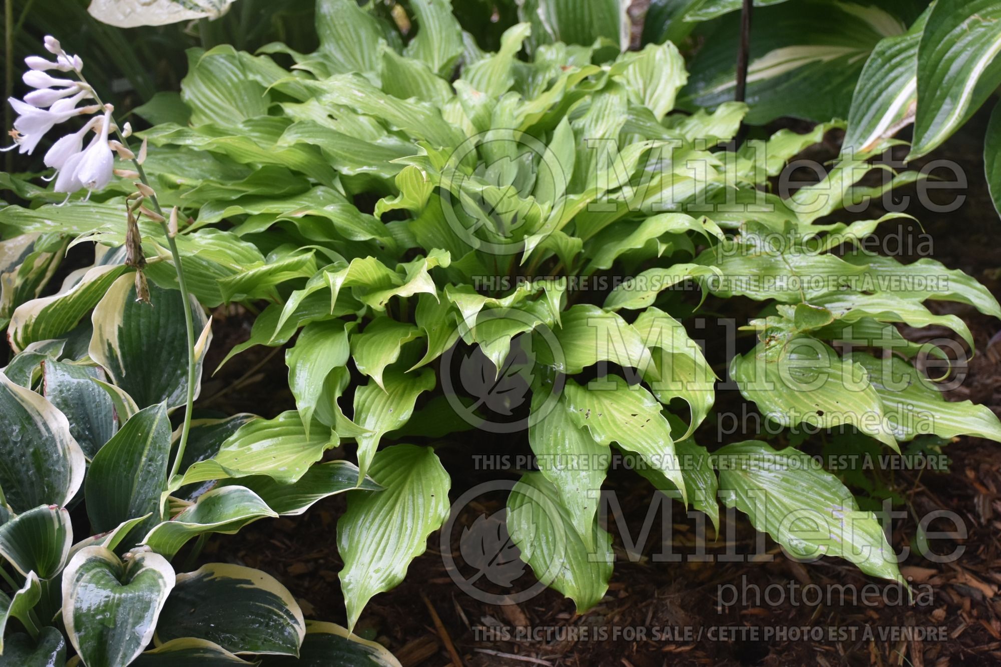 Hosta Totally Twisted (Hosta funkia august lily) 2