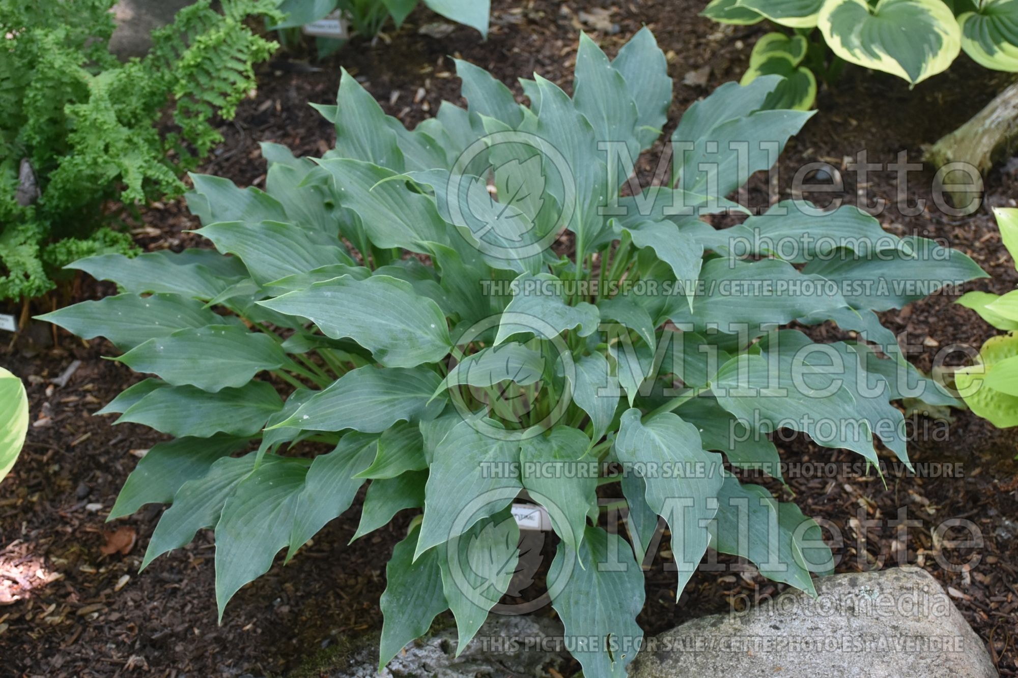 Hosta Twilight Time (Hosta funkia august lily) 2