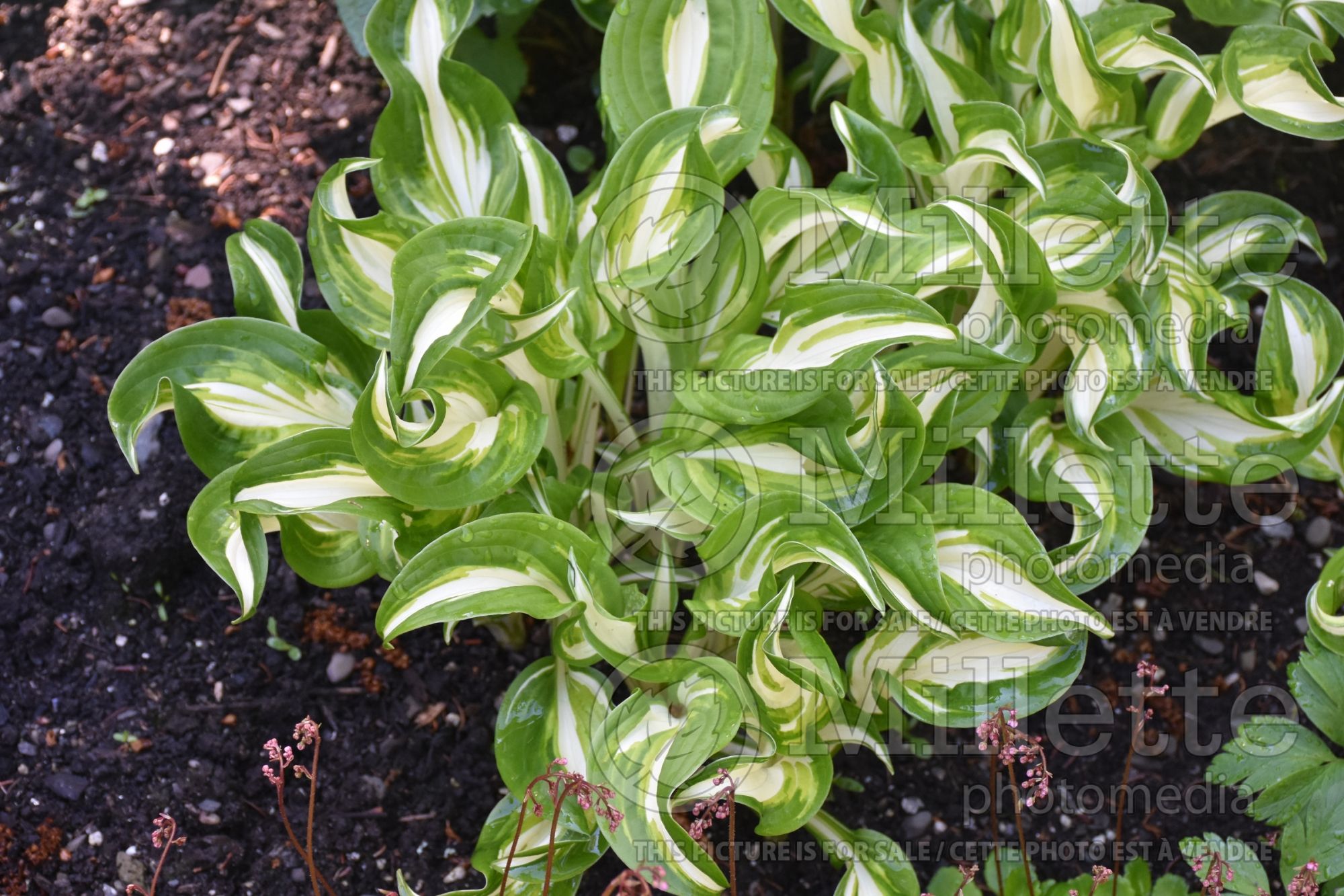 Hosta Mediovariegata (Hosta funkia august lily) 2