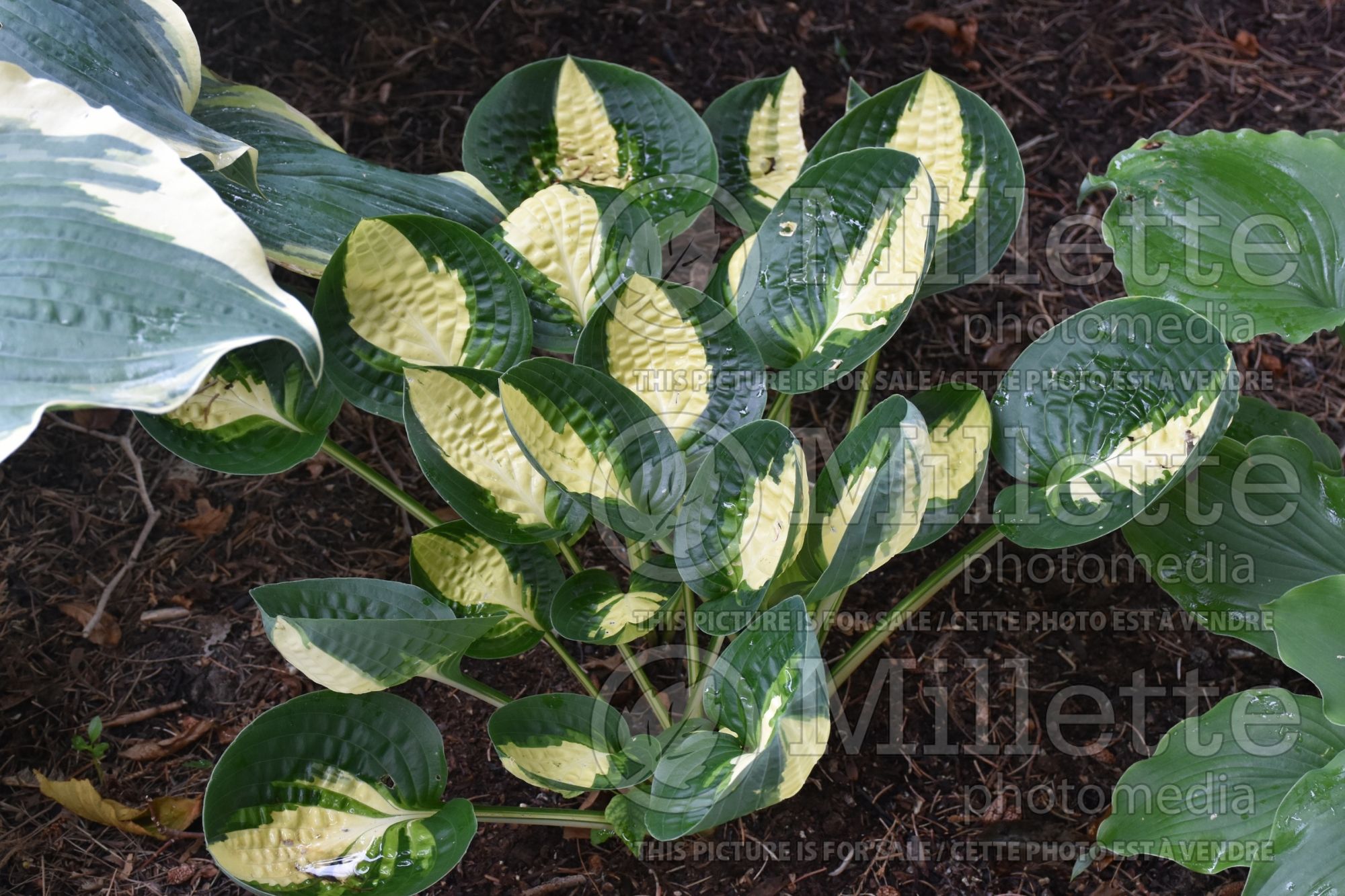Hosta Warwick Comet (Hosta funkia august lily) 4
